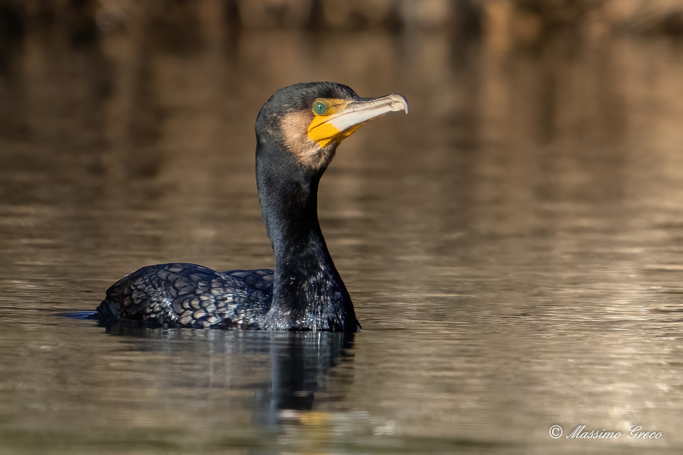 Cormorant (Phalacrocorax carbo)