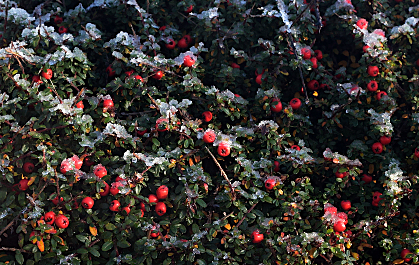 December 9, 2022 - Newcastle