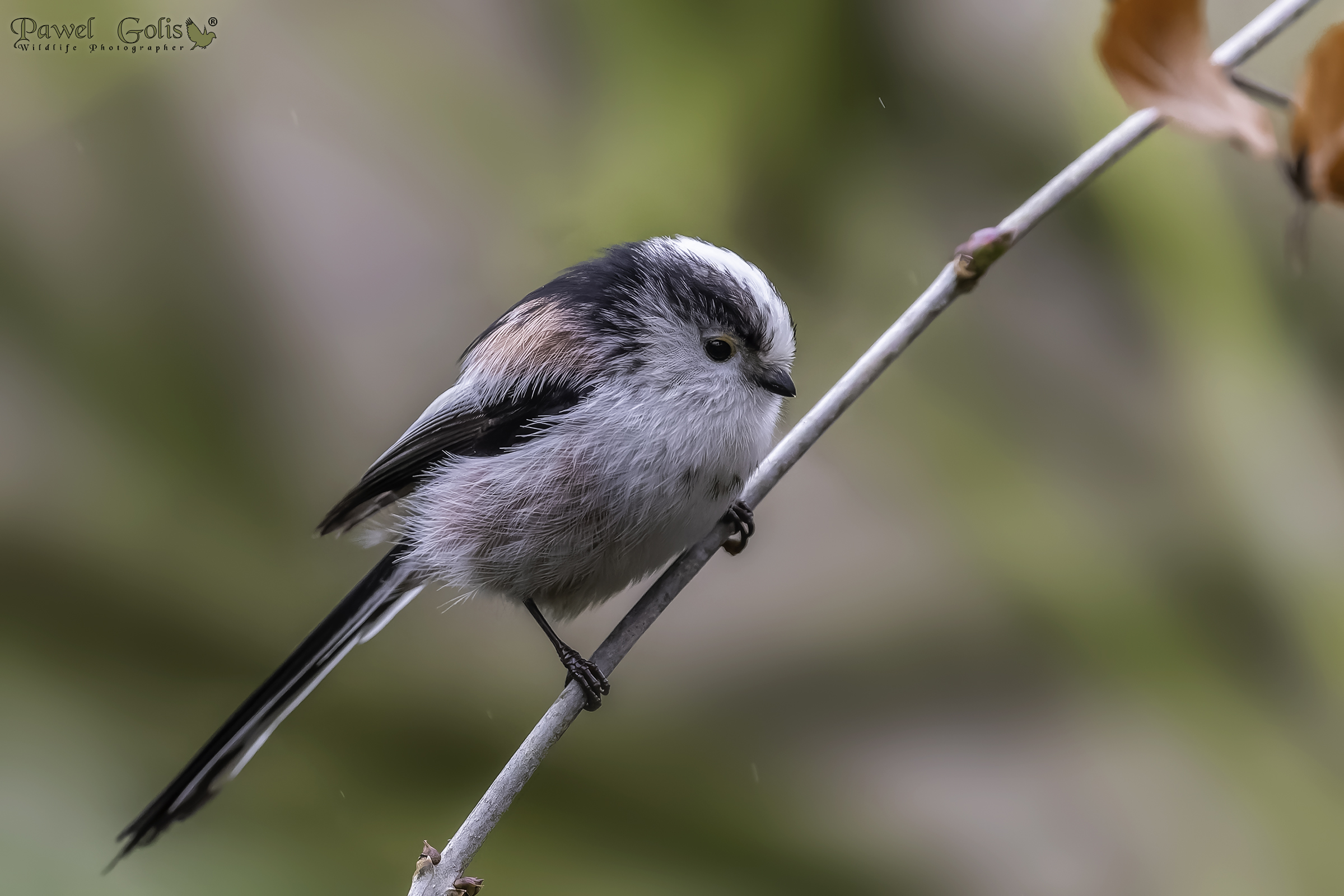 Cinciallegra dalla coda lunga (Aegithalos caudatus)