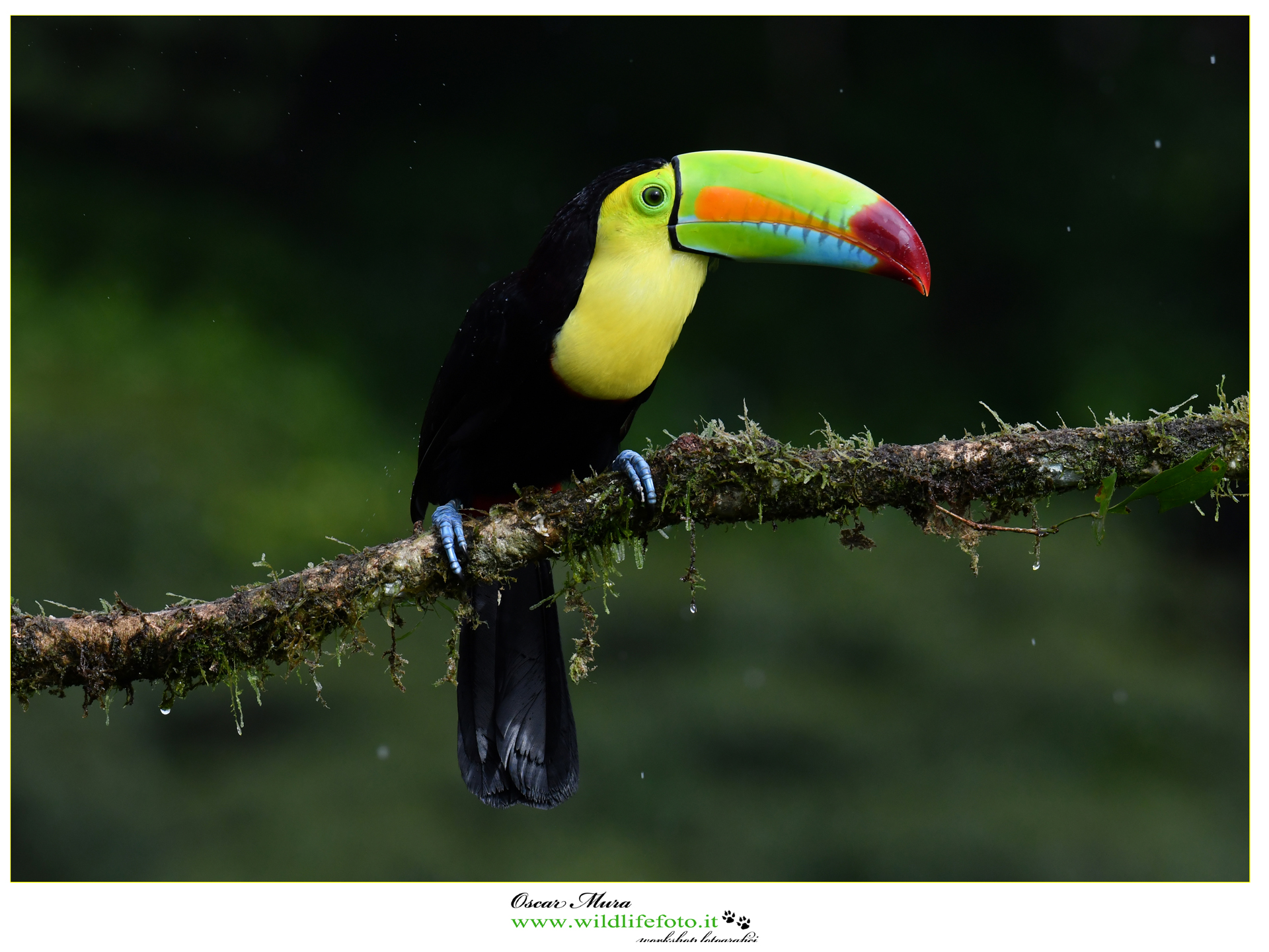 Keel-billed Toucan www.wildlifefoto.it workshop