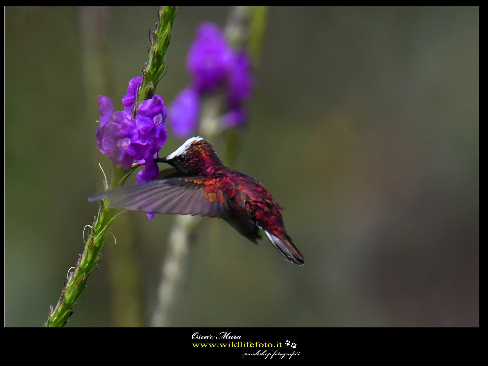 Snowcap www.wildlifefoto.it workshop