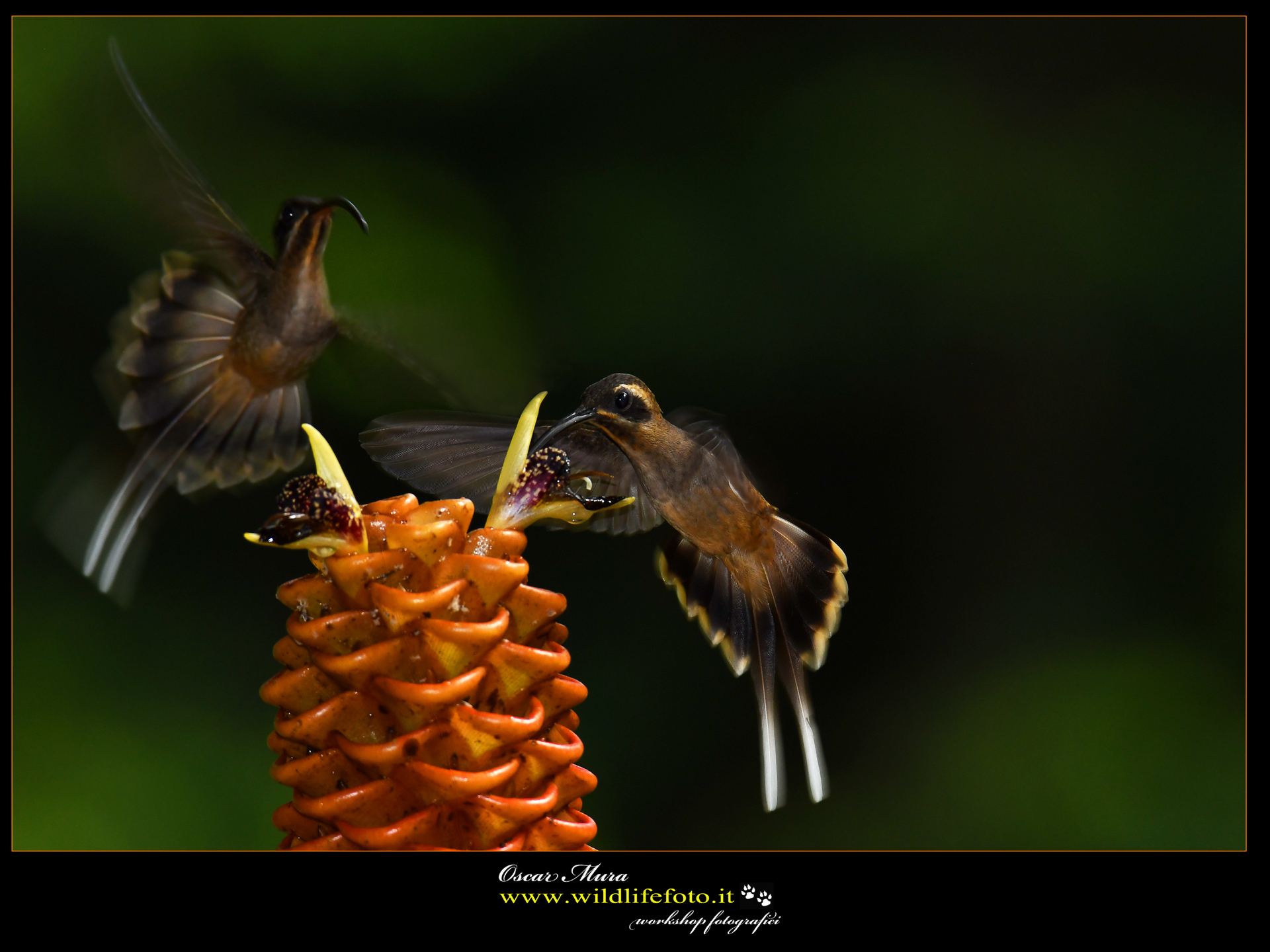 Long billed Hermit www.wildlifefoto.it