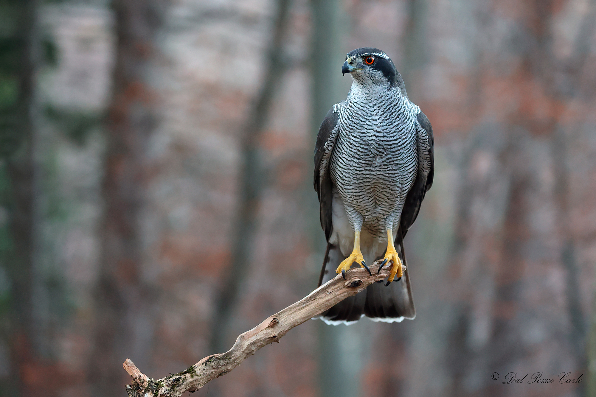 The goshawk in its forest