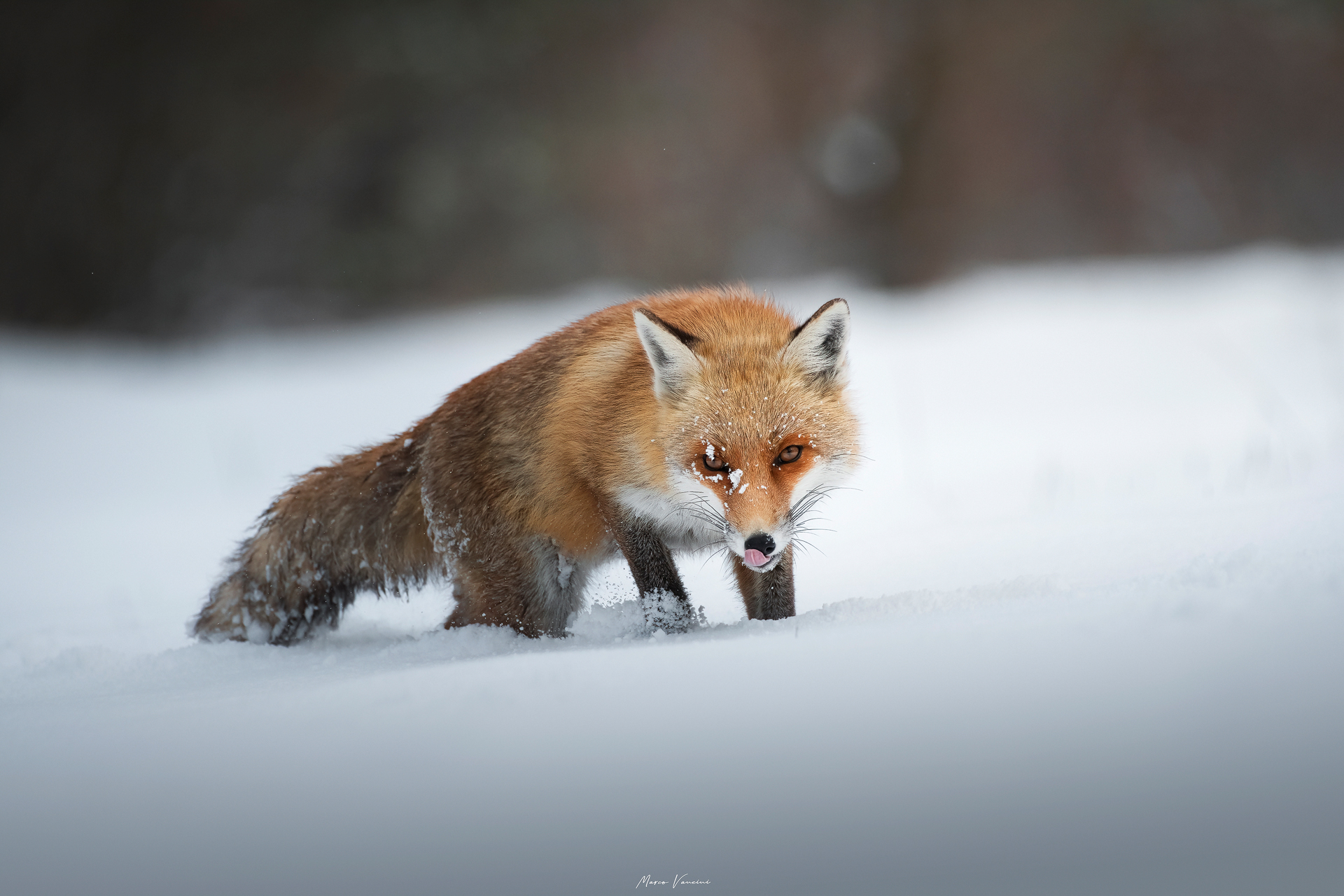 FOX