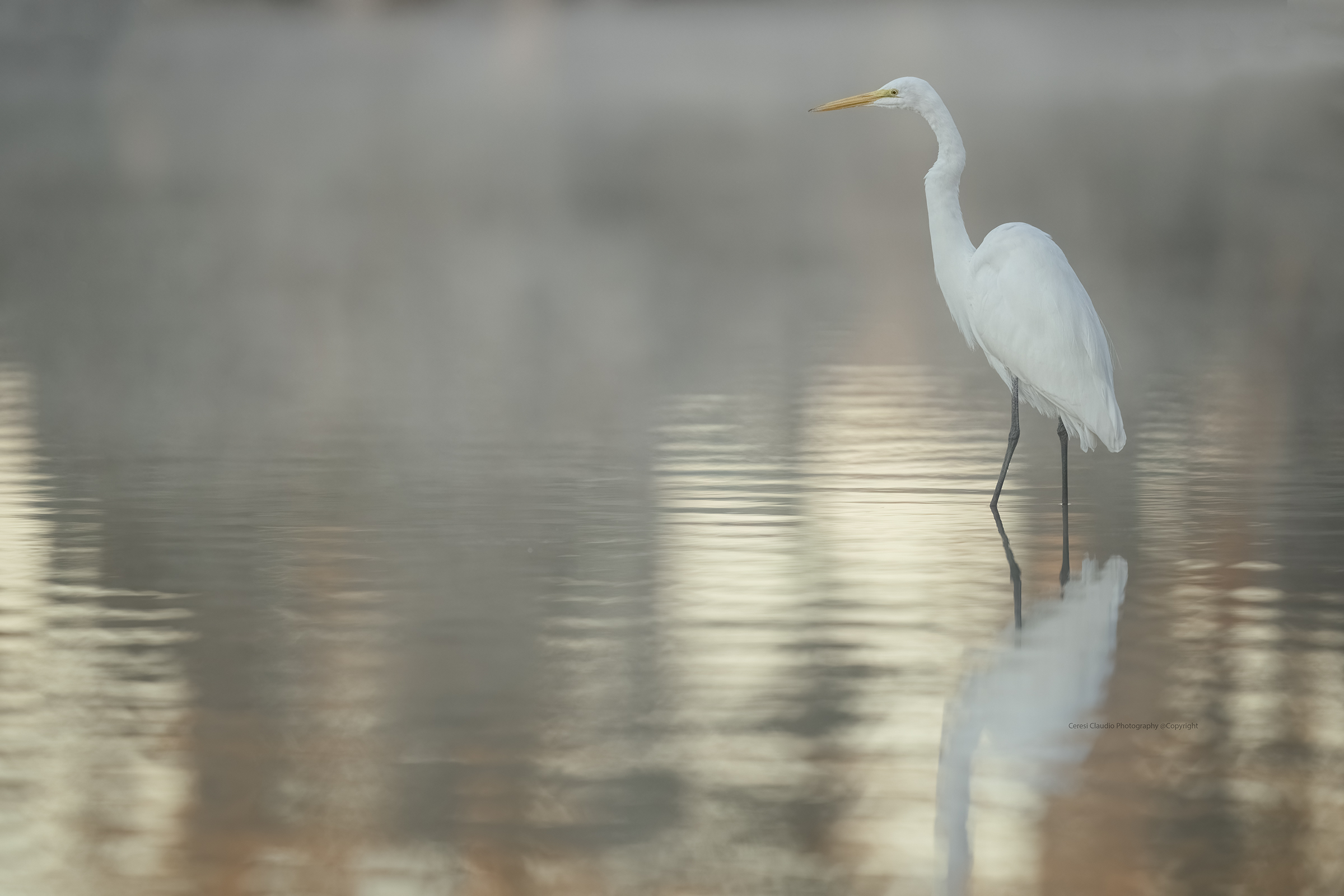 White heron in the mist