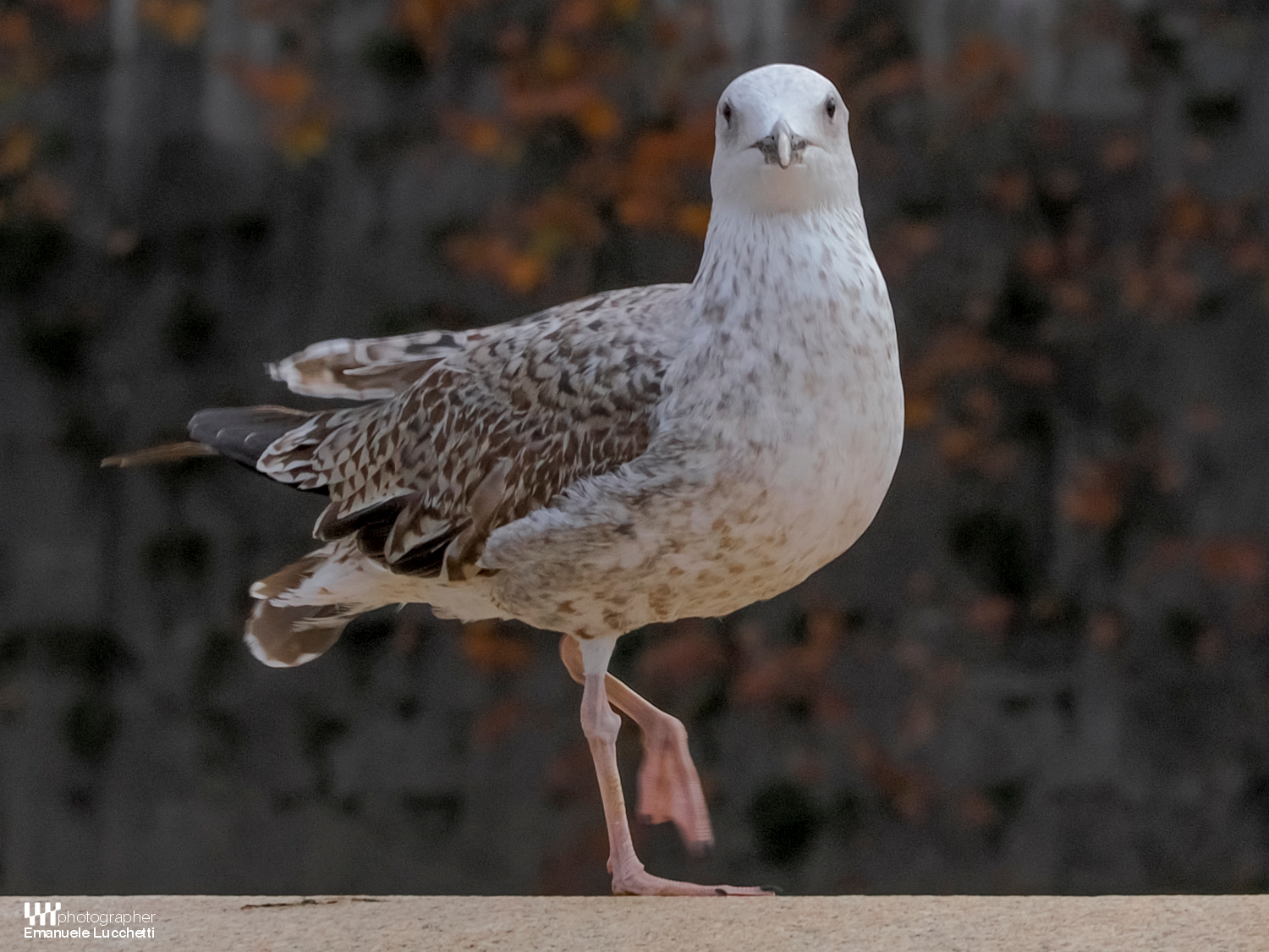 Herring gull