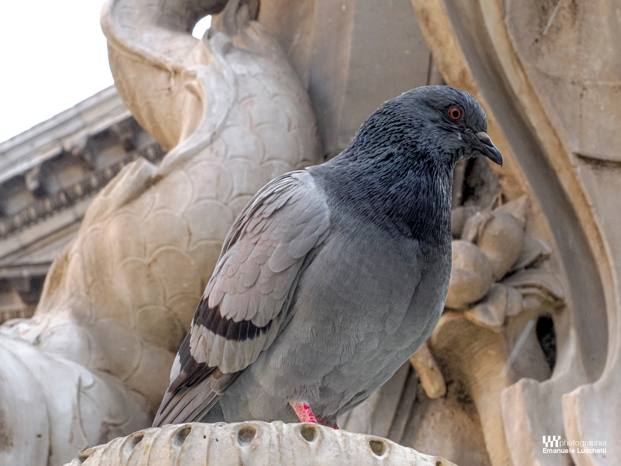 Piccione domestico