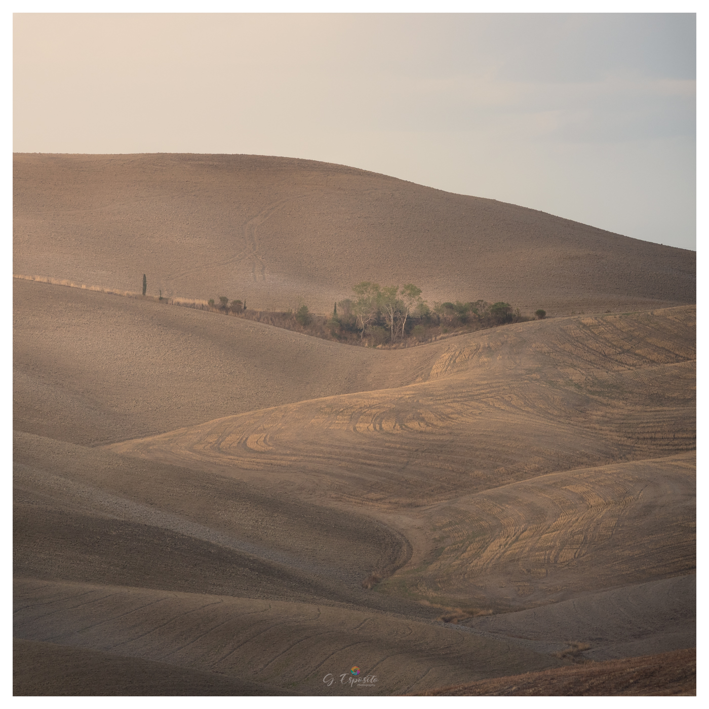 Oasis