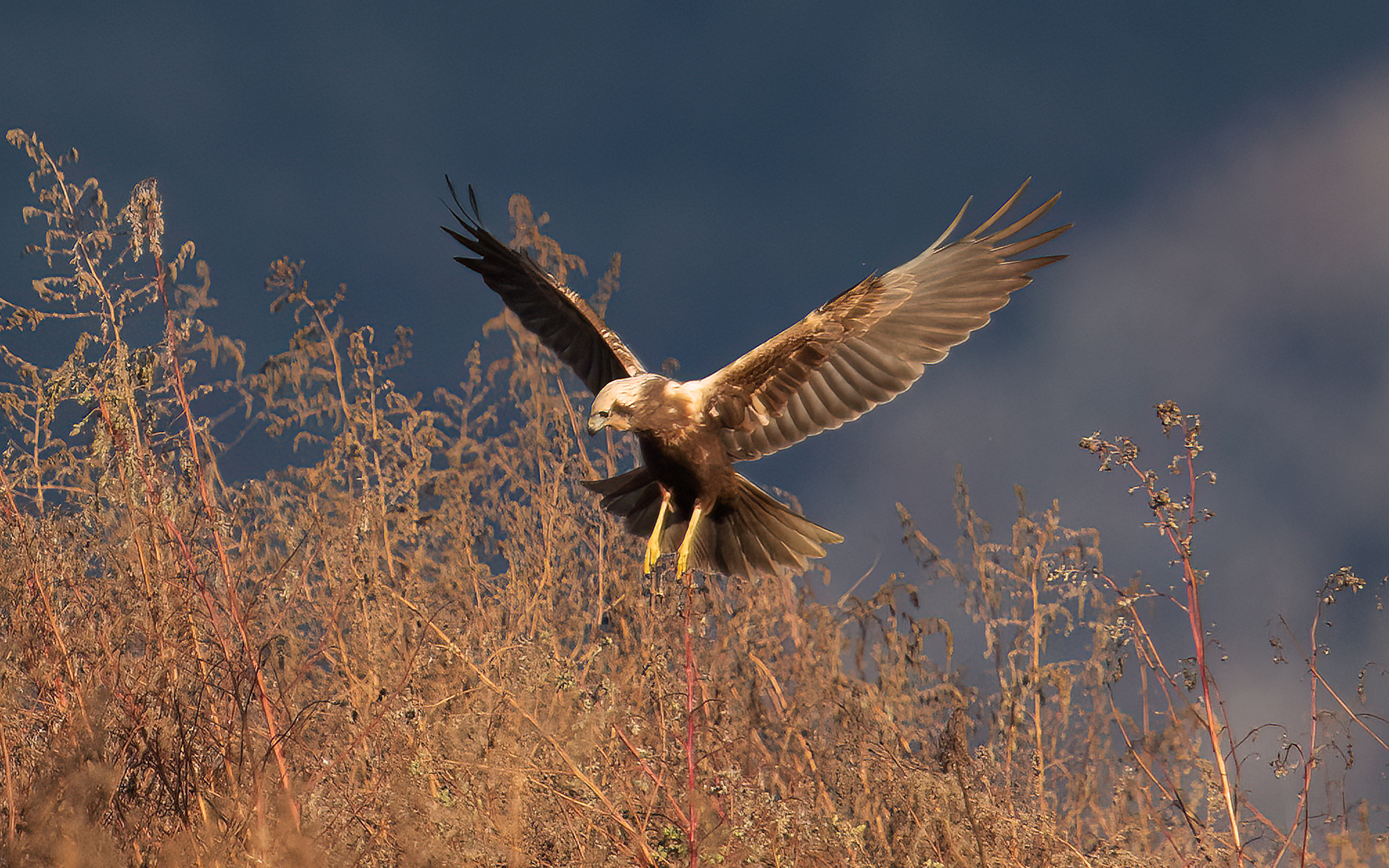 marsh harrier