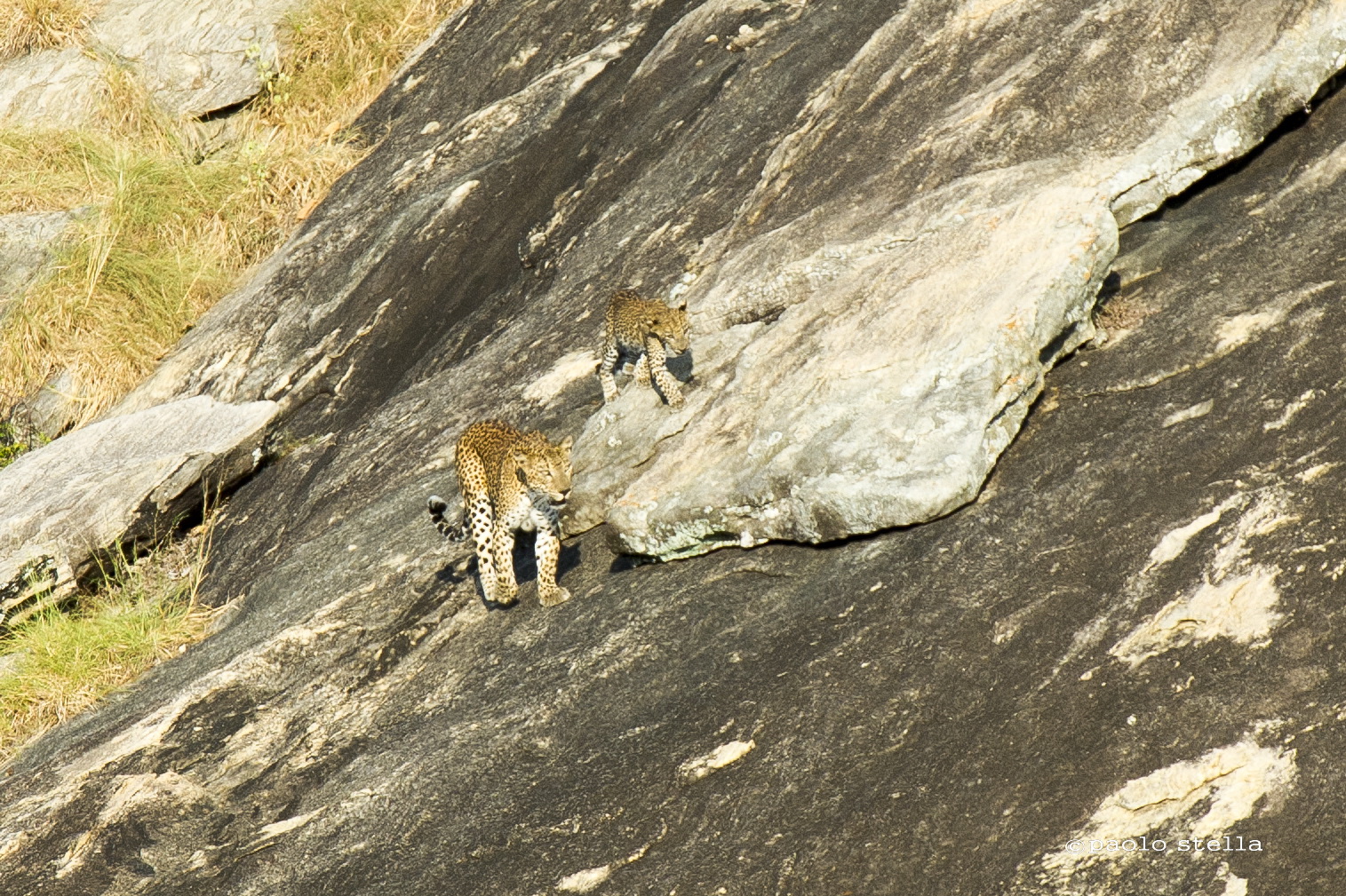 leopards in Yala