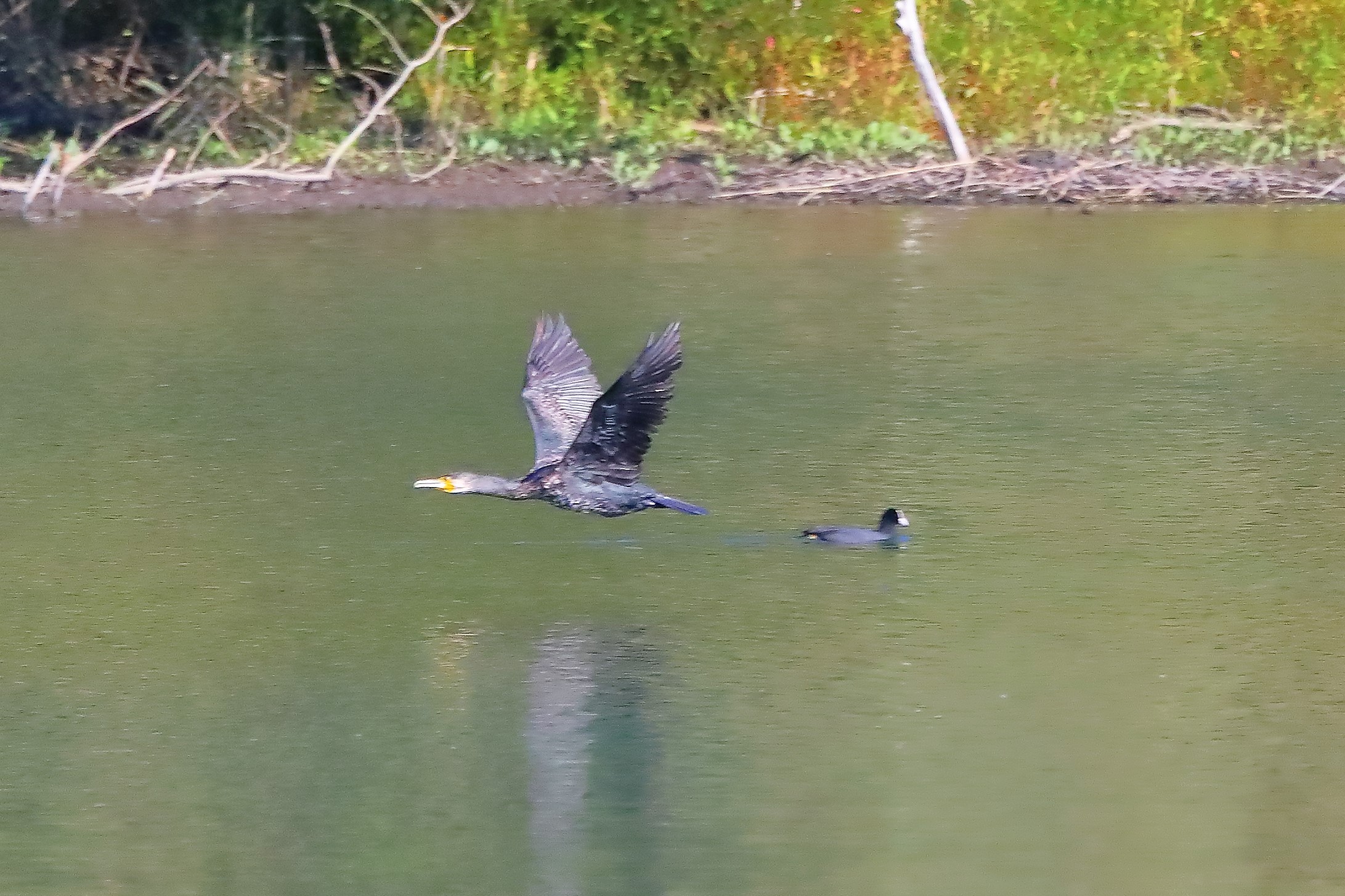 cormorano 02-10-2022