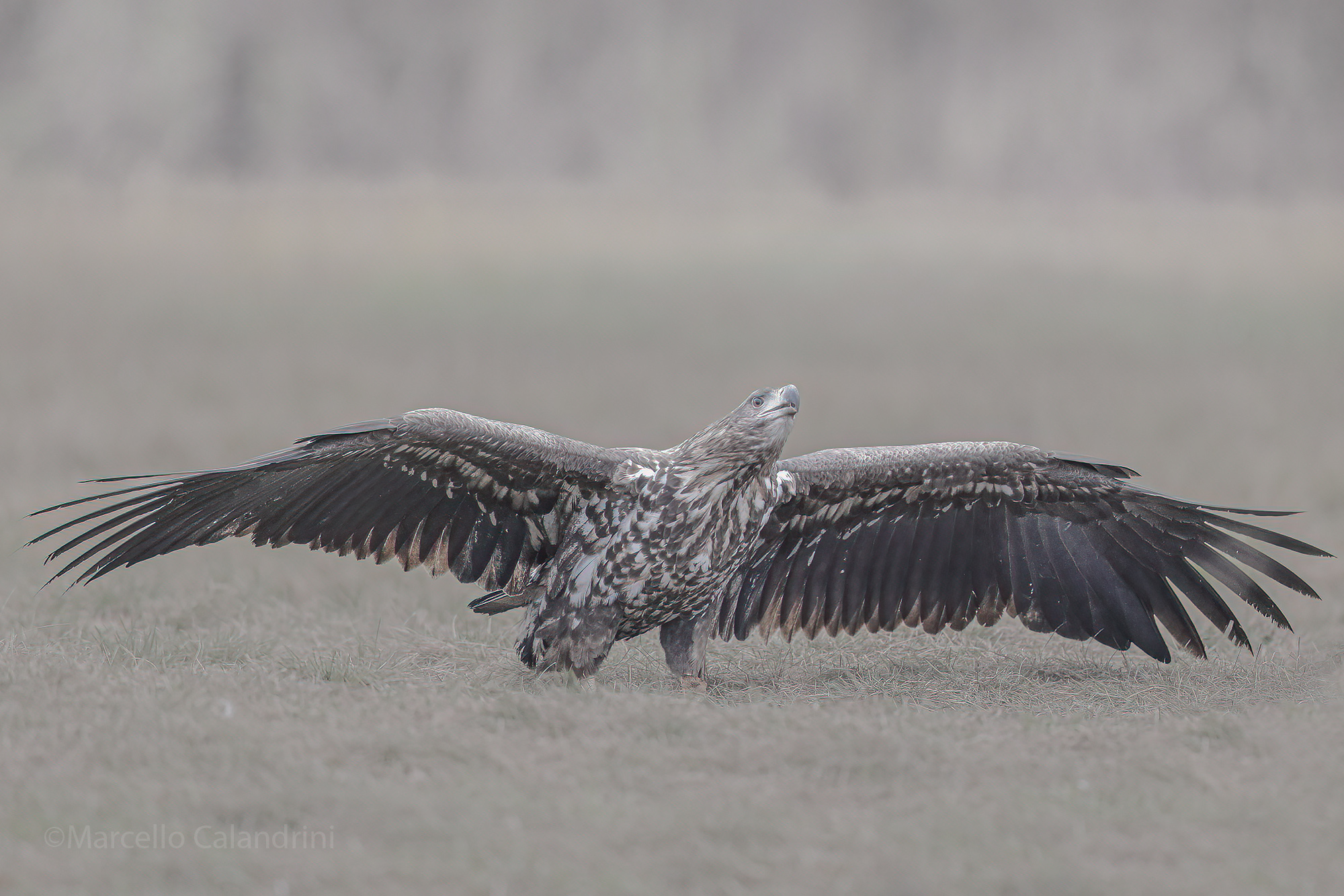 White-tailed sea eagle