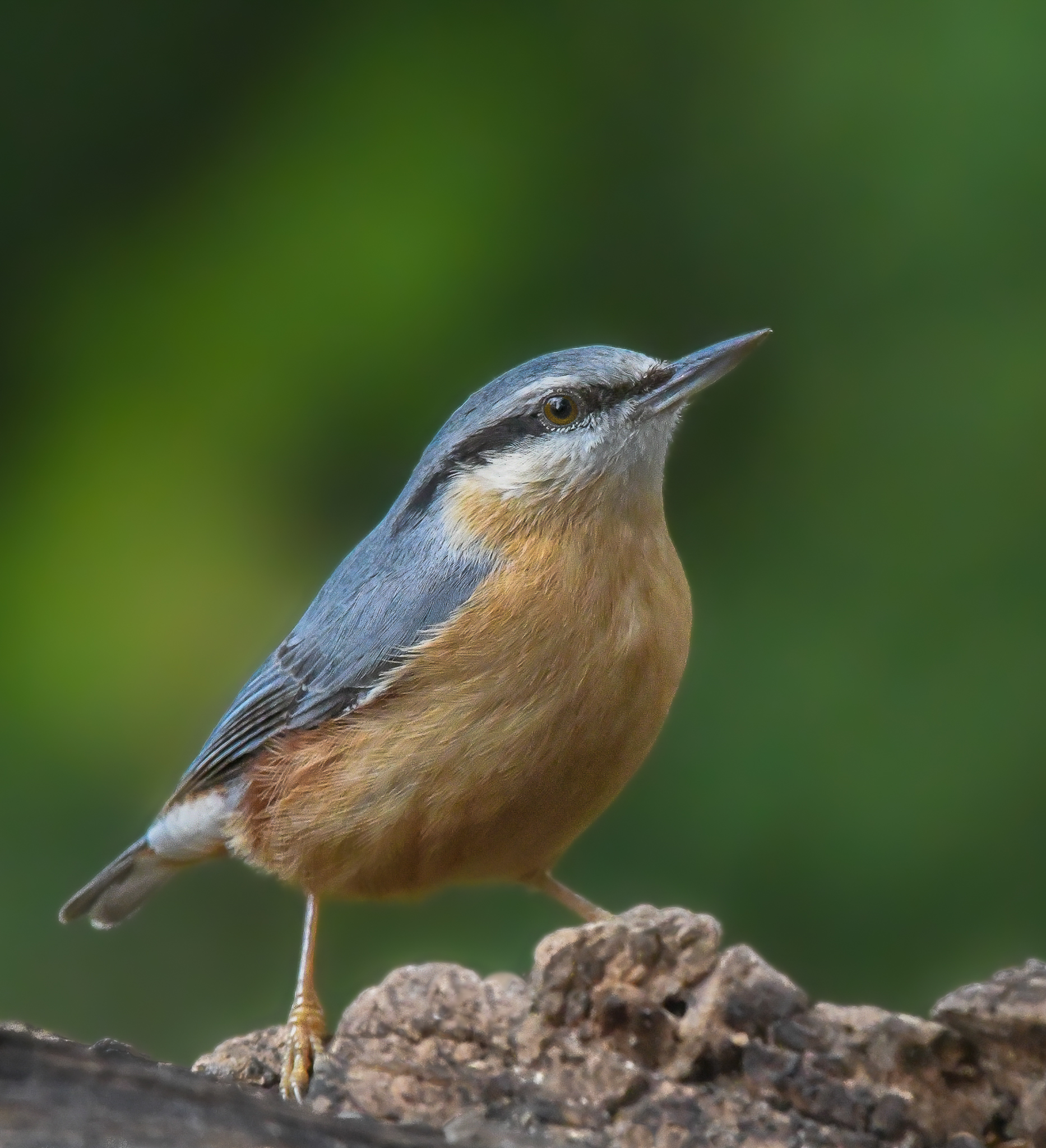 Picchio muratore impettito