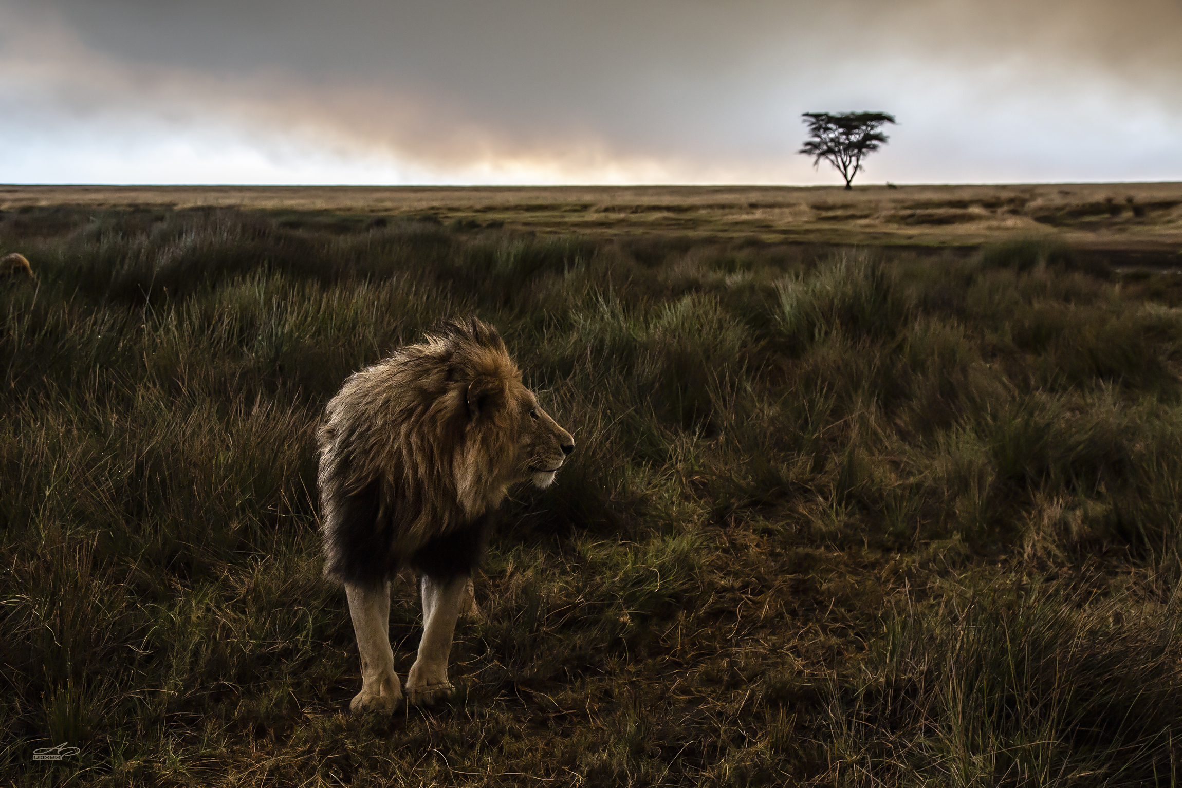 Serengeti