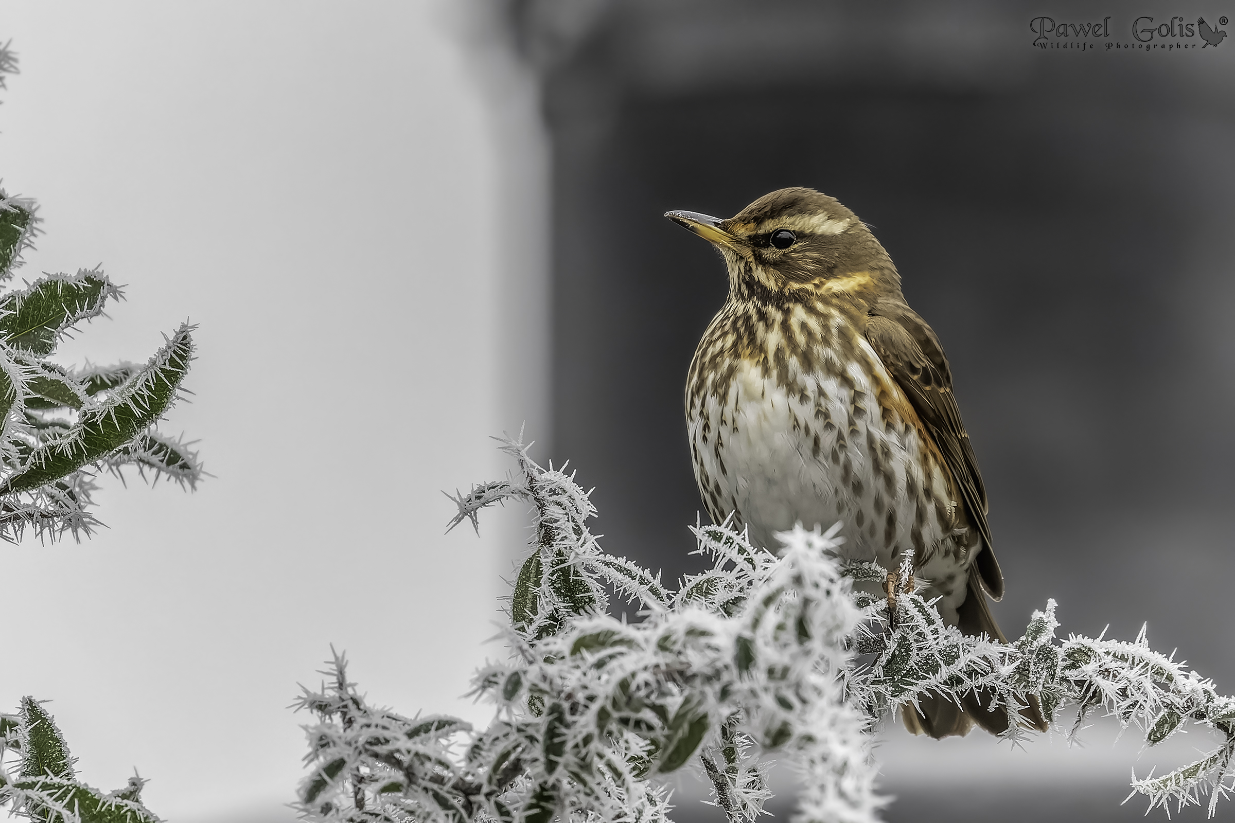 Ala rossa (Turdus iliacus)