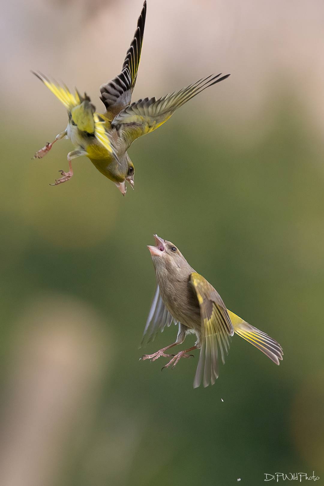 Bird fitghting