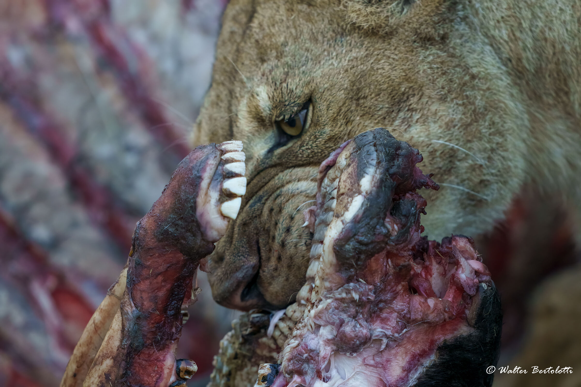 vita e morte nella savana