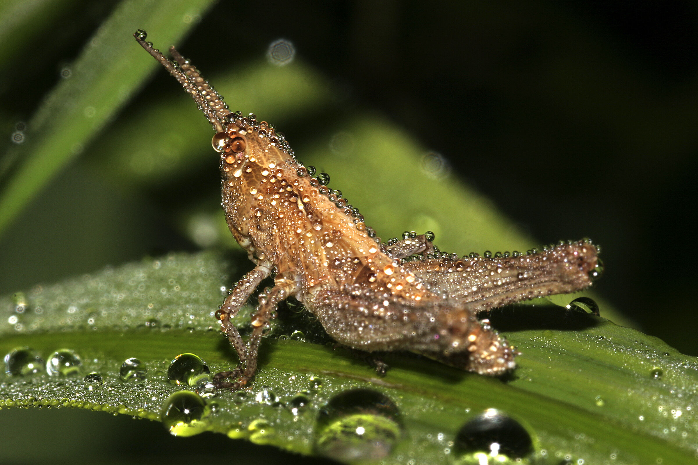 Tettigonide bagnato