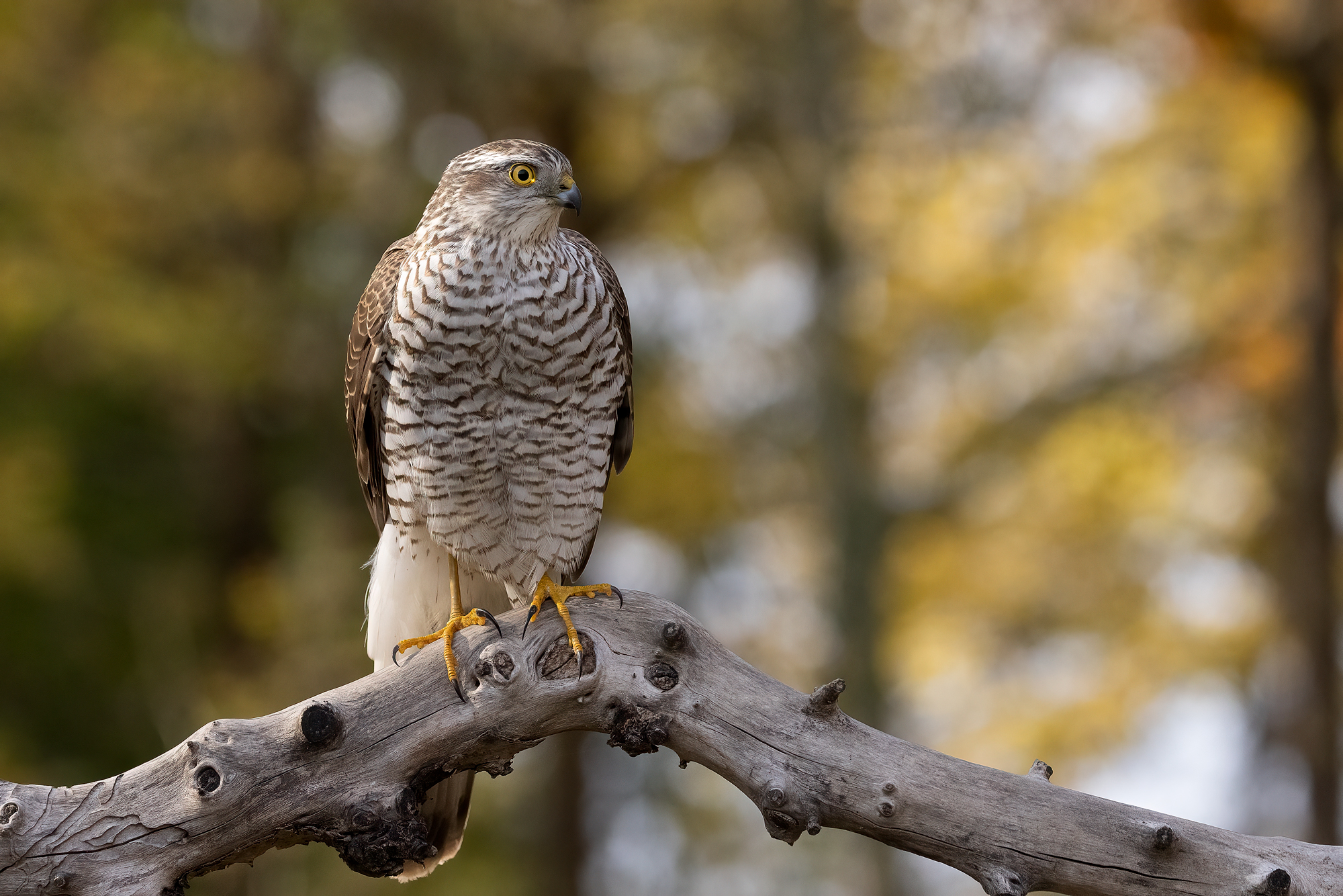 Female sparrowhawk