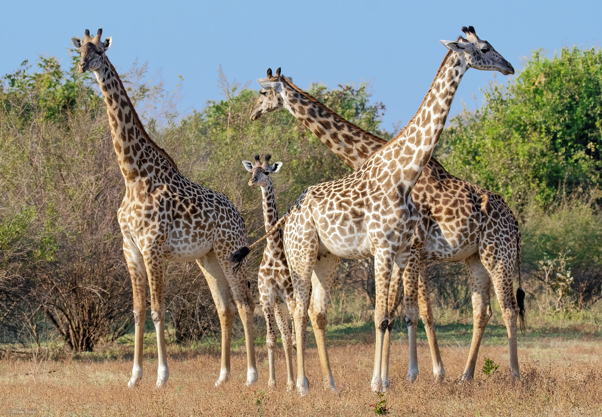 Giraffa di Thornicroft (Zambia)