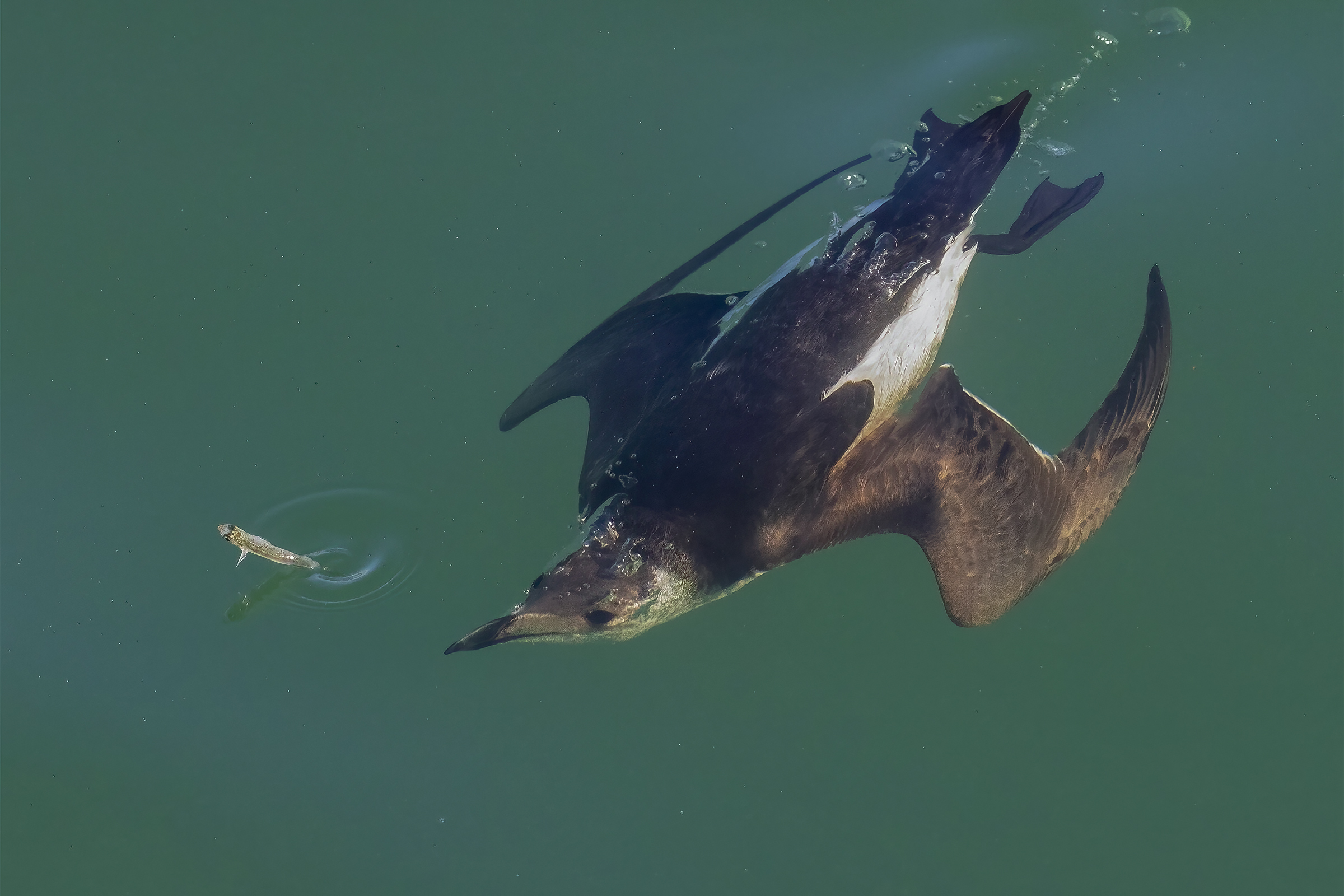 Alca torda a missile....