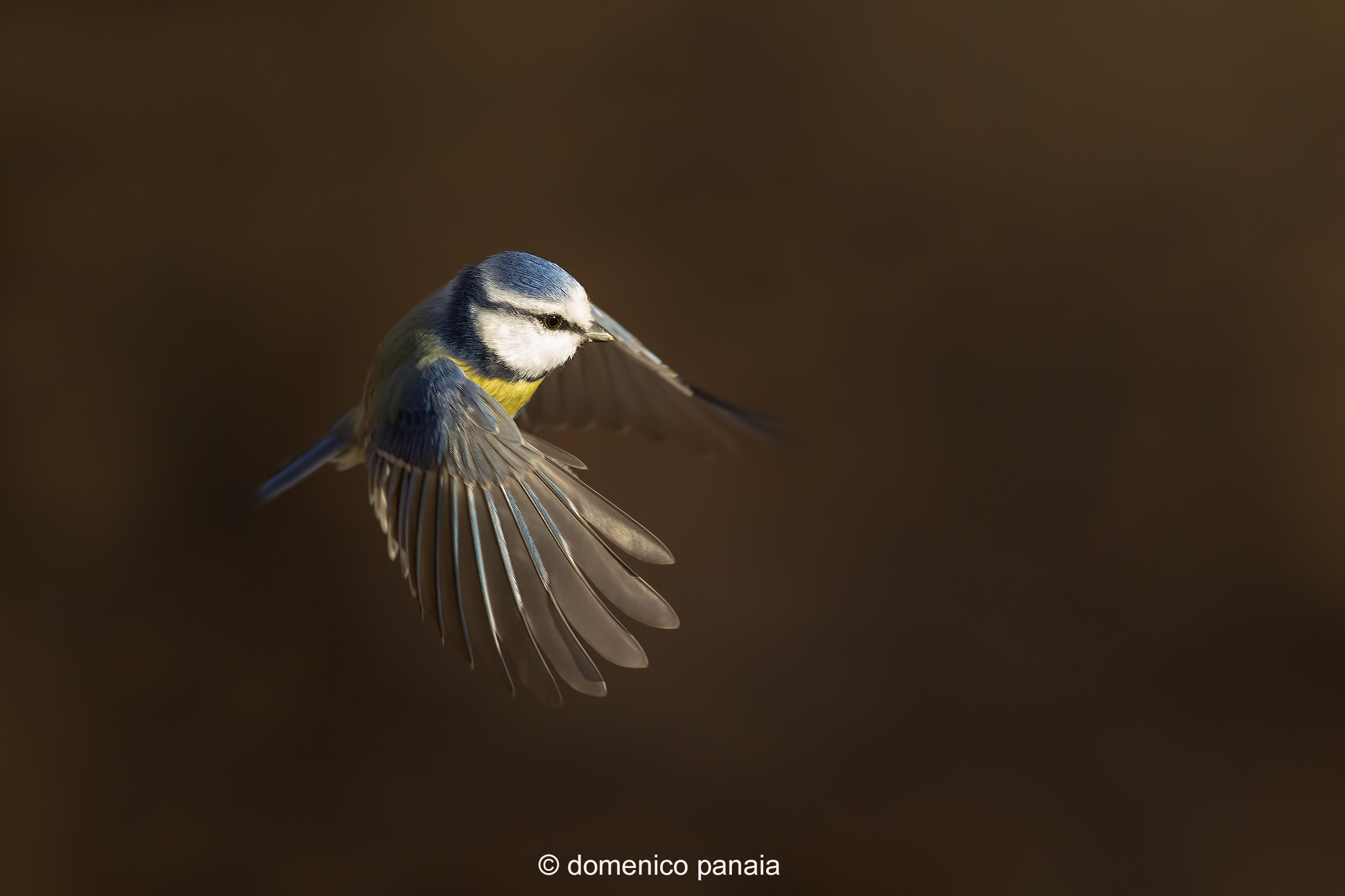 Cinciarella