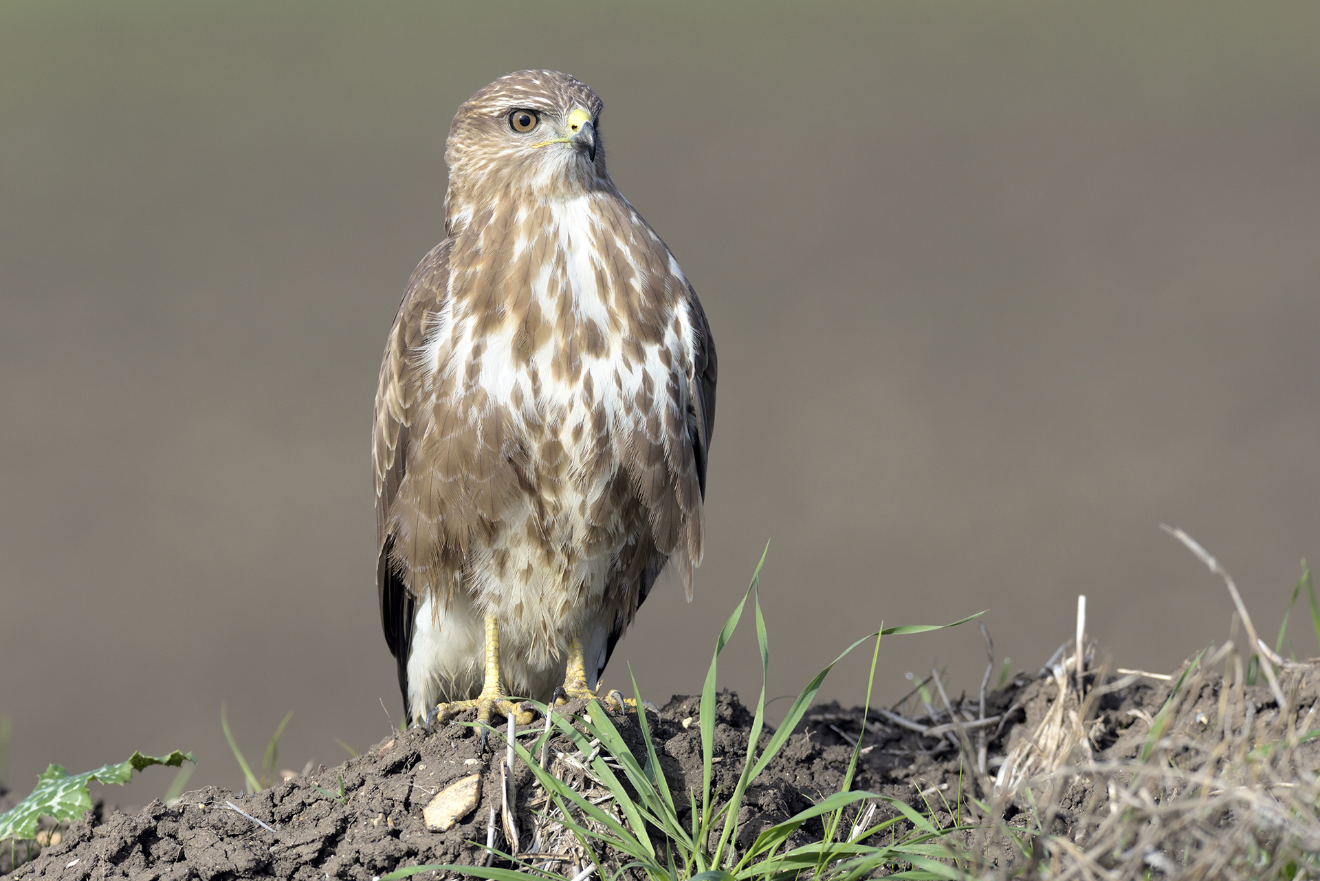 Buteo Buteo