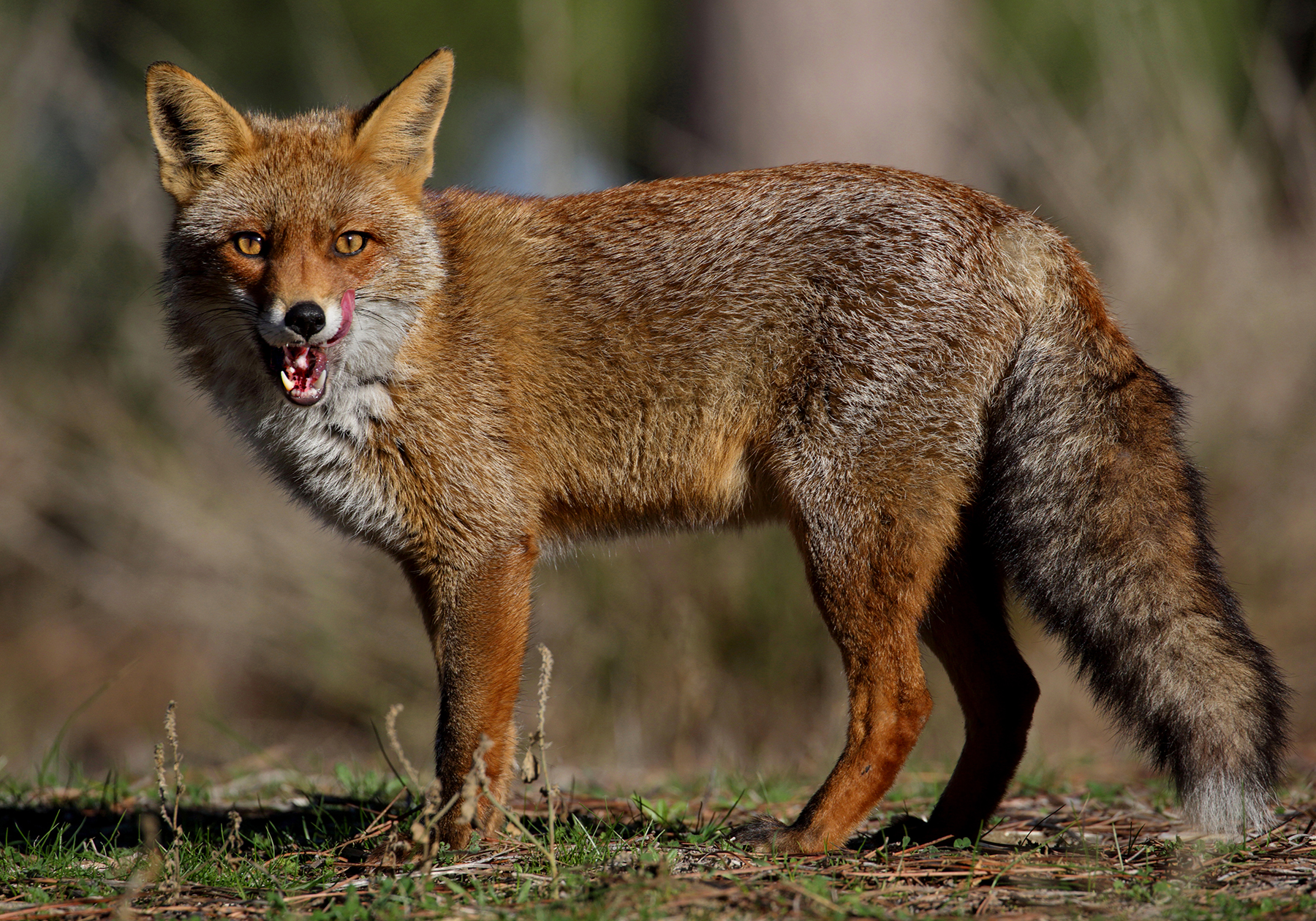 Photo portrait of fox