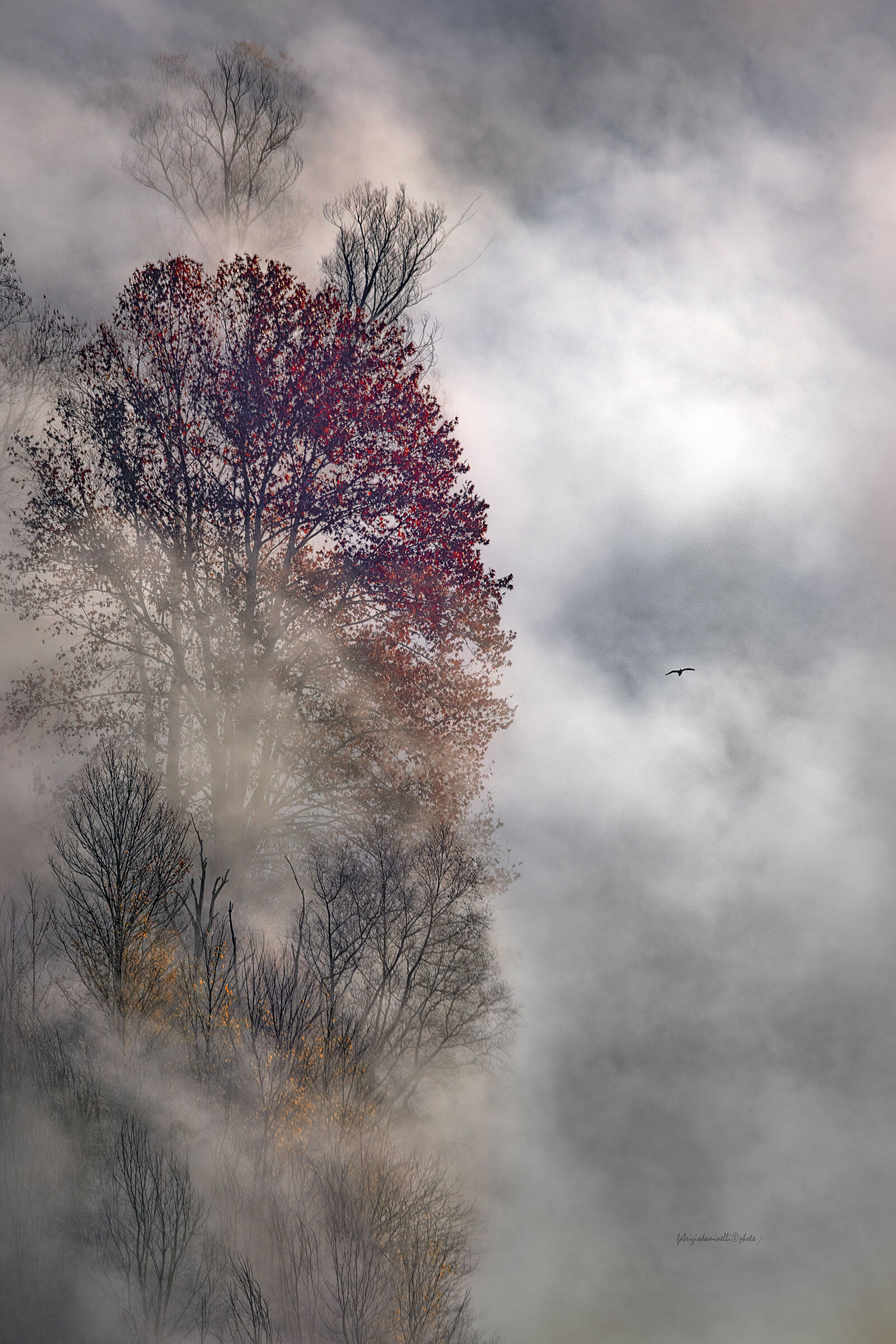 alberi sulla riva del fiume