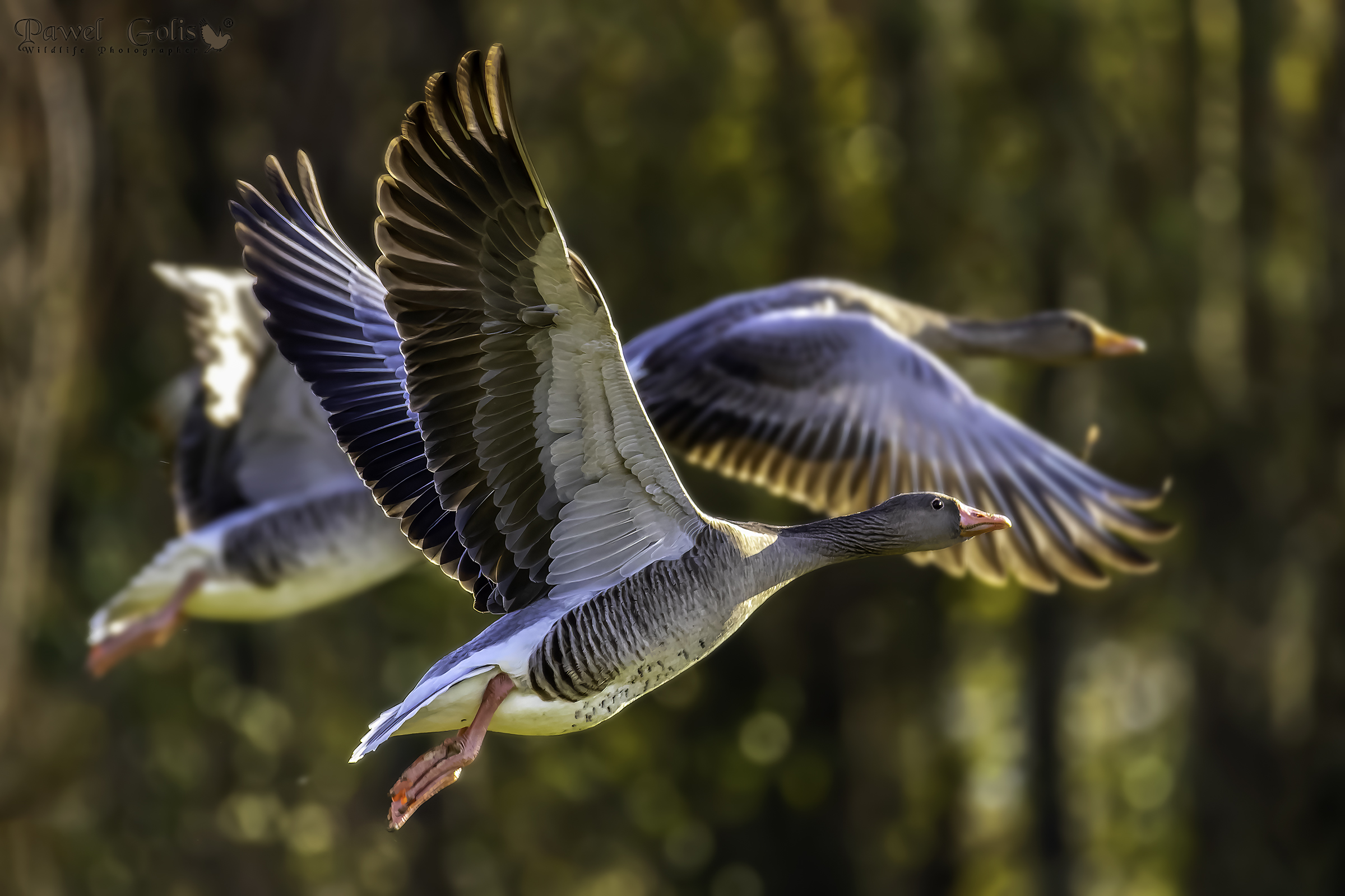 Oca grigia (Anser anser)