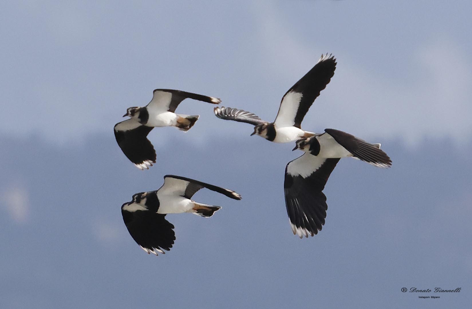 Lapwings