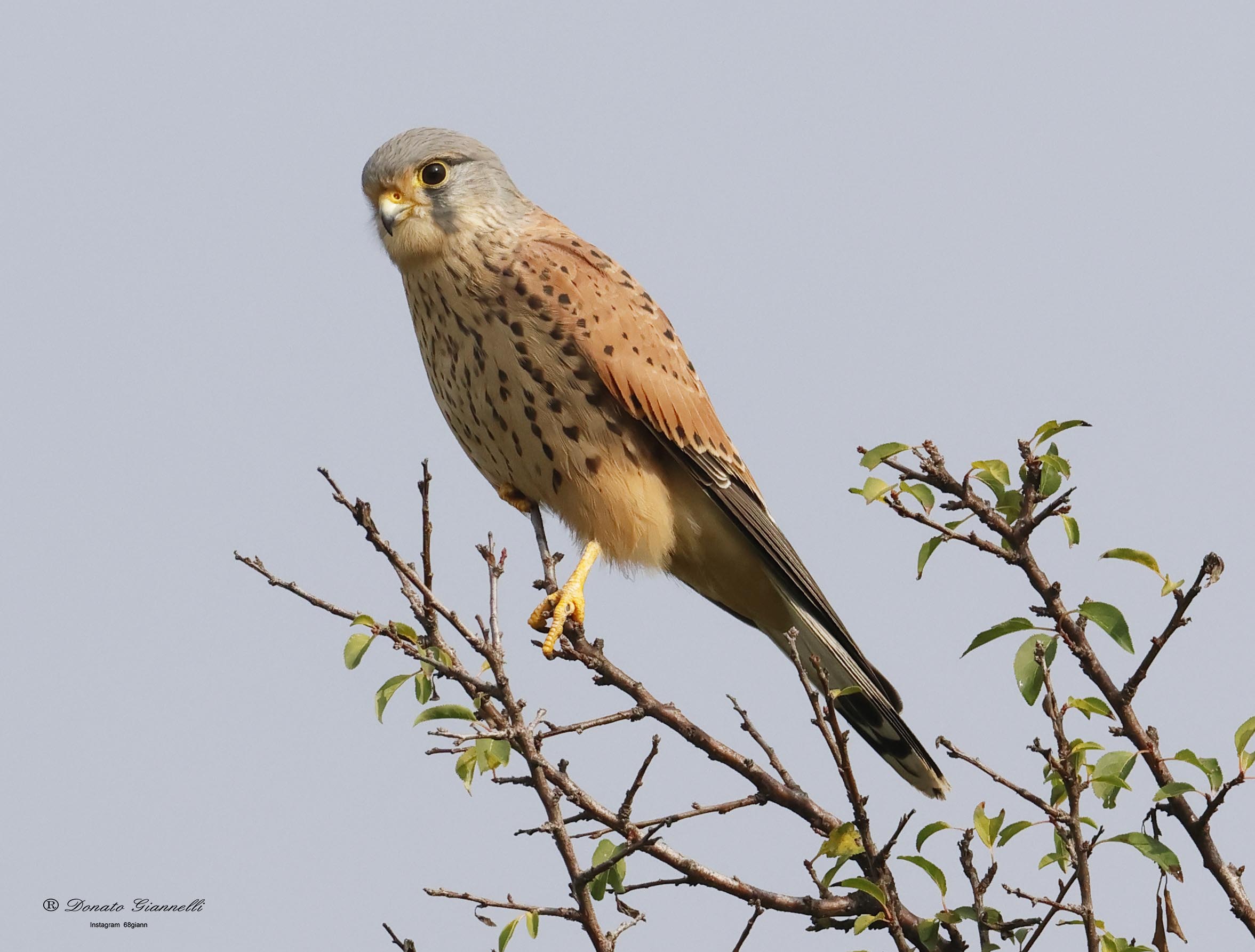 Kestrel