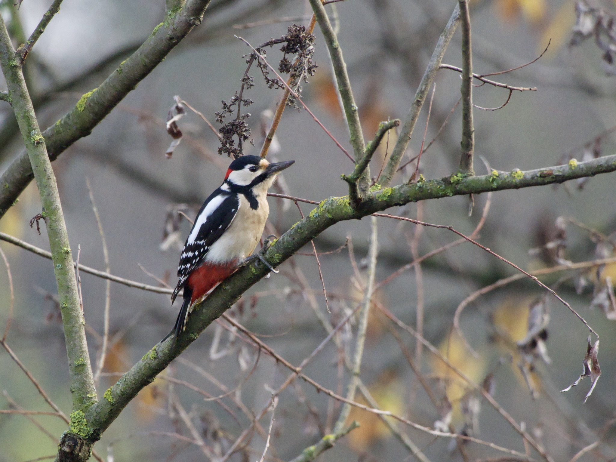 Great spotted woodpecker