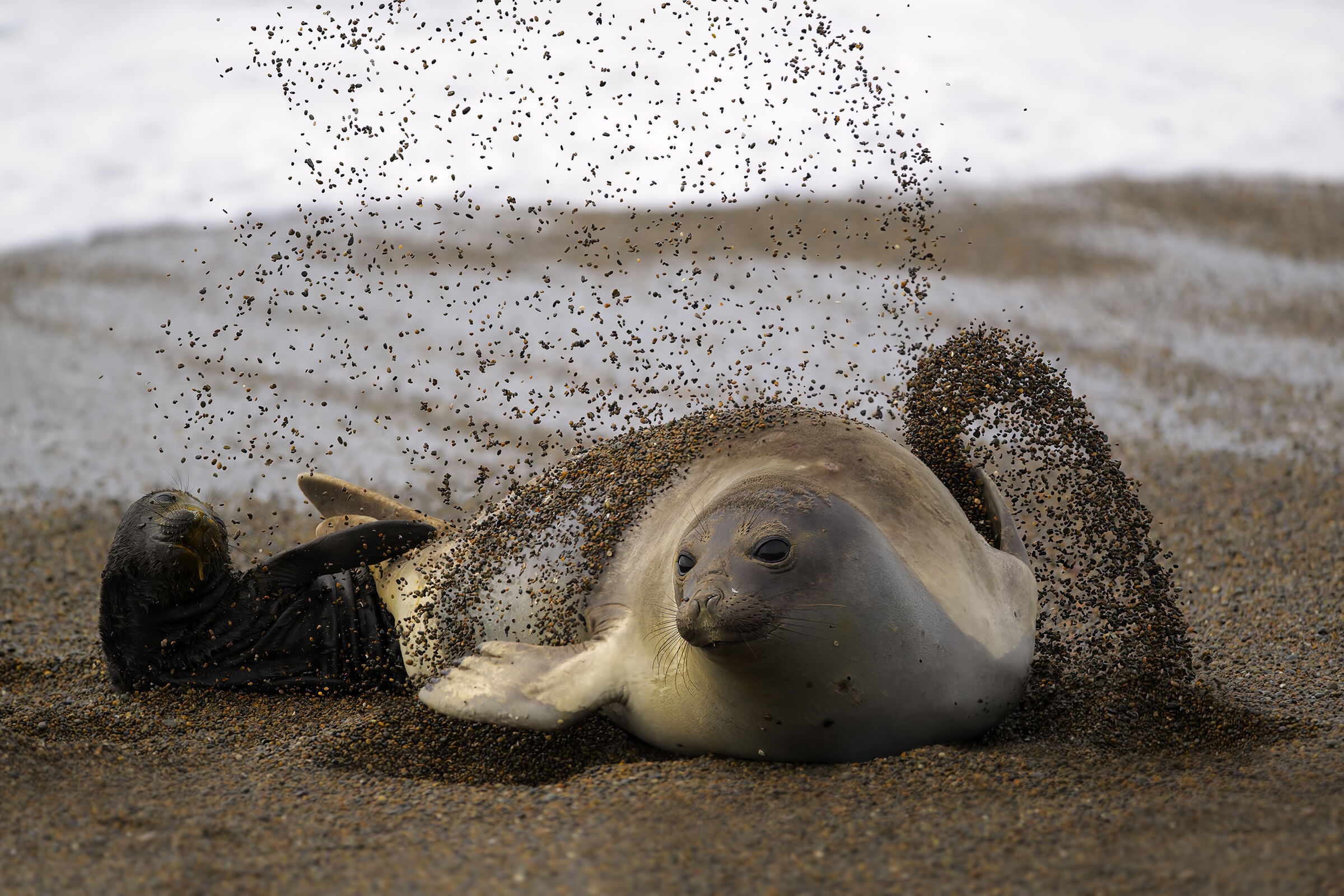 Dynasties Elephant Seal