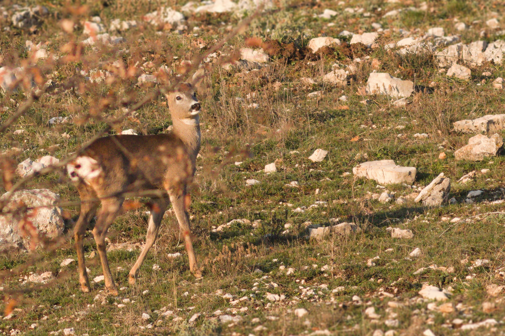 Roe deer gold hour