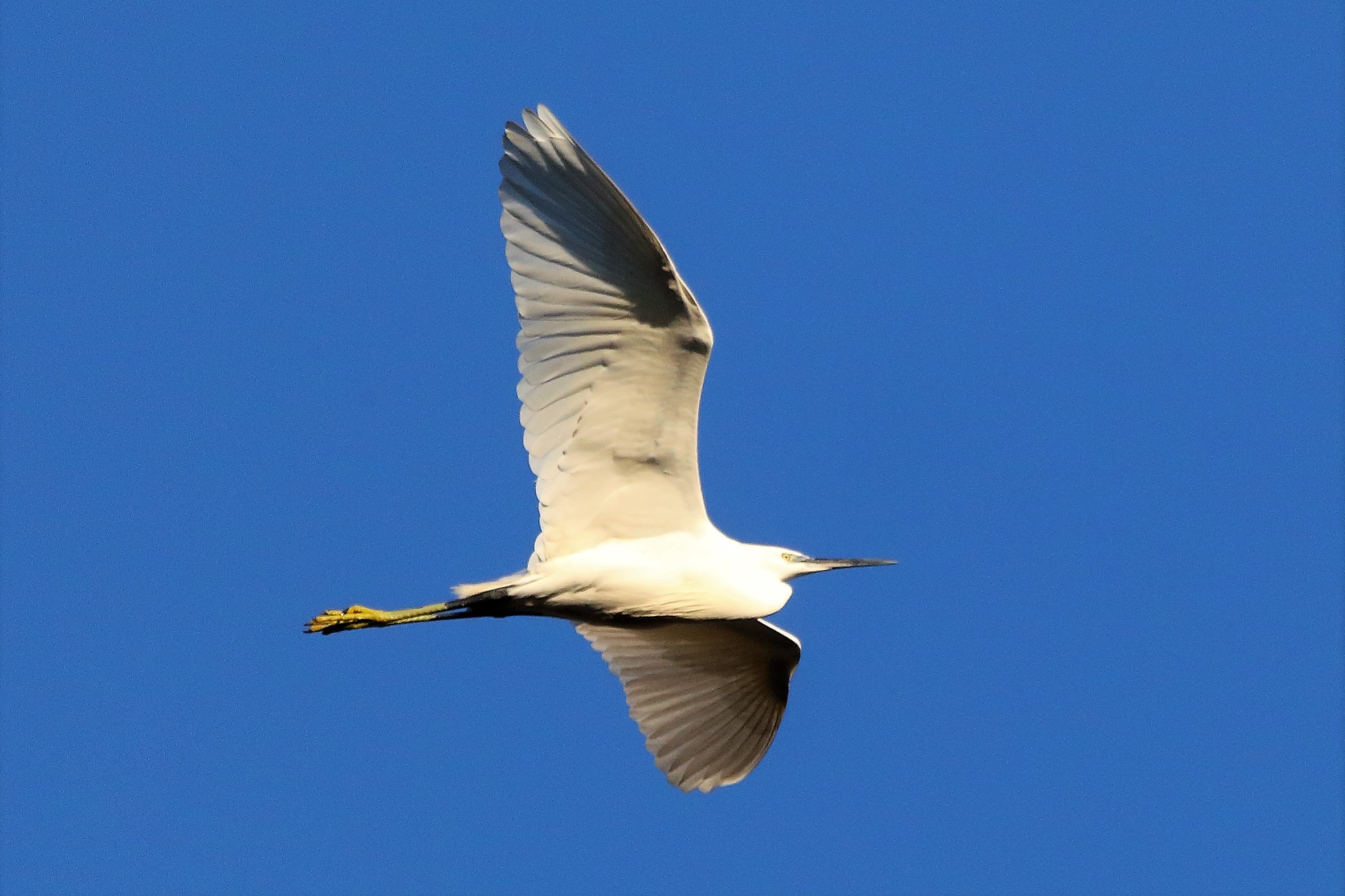 Garzetta dicembre 2022