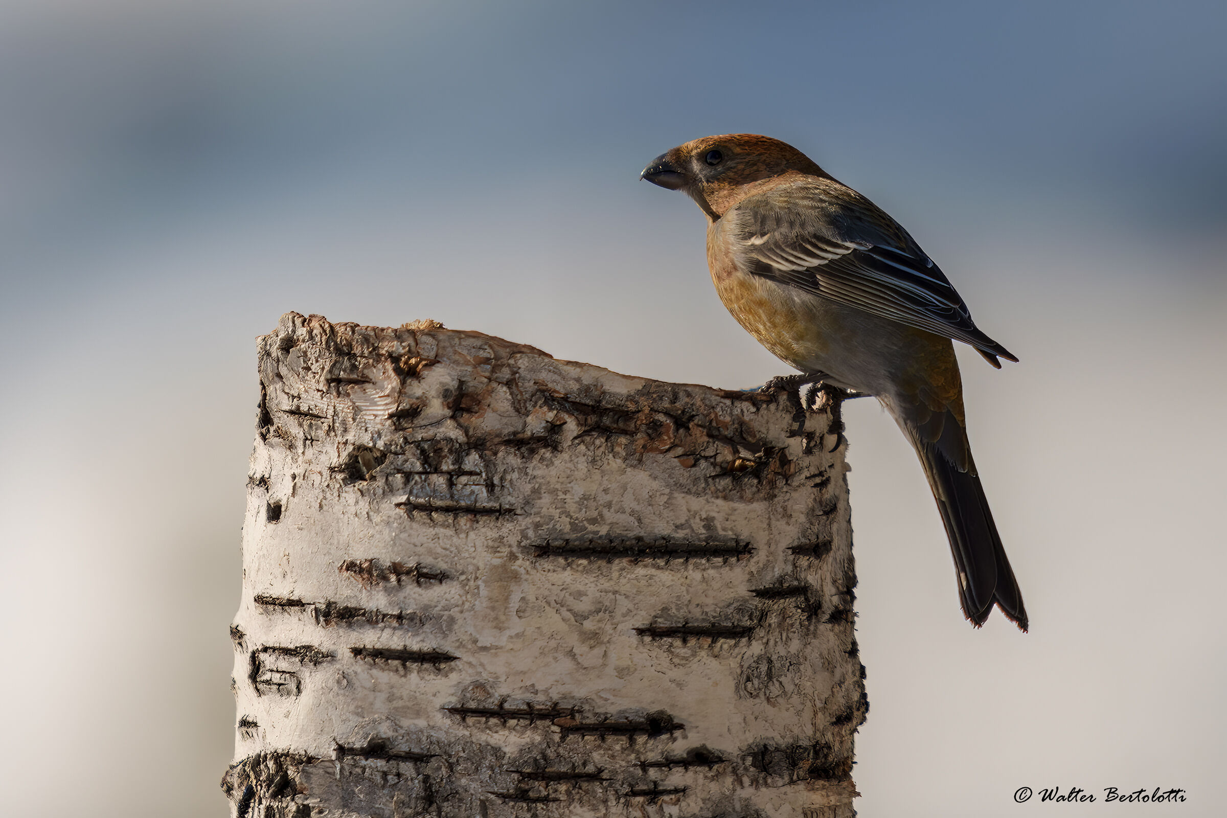ciuffolotto delle pinete