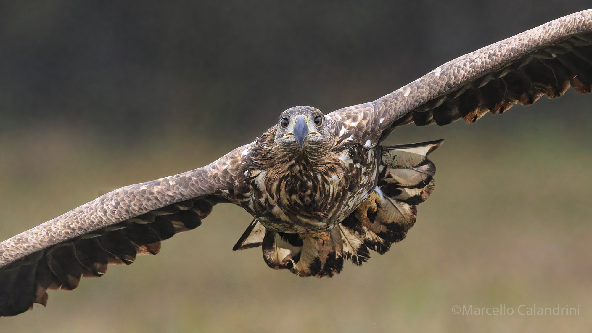 White-tailed sea eagle