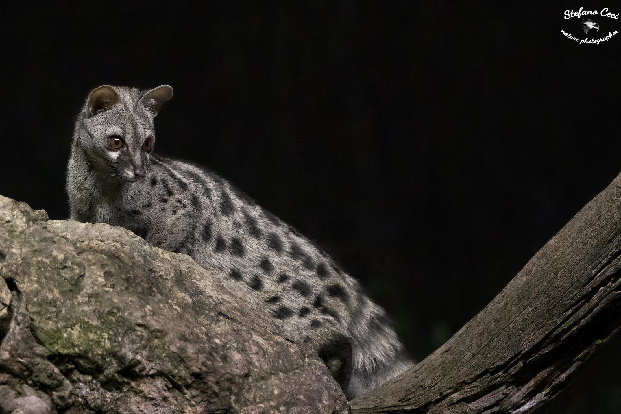 Genet