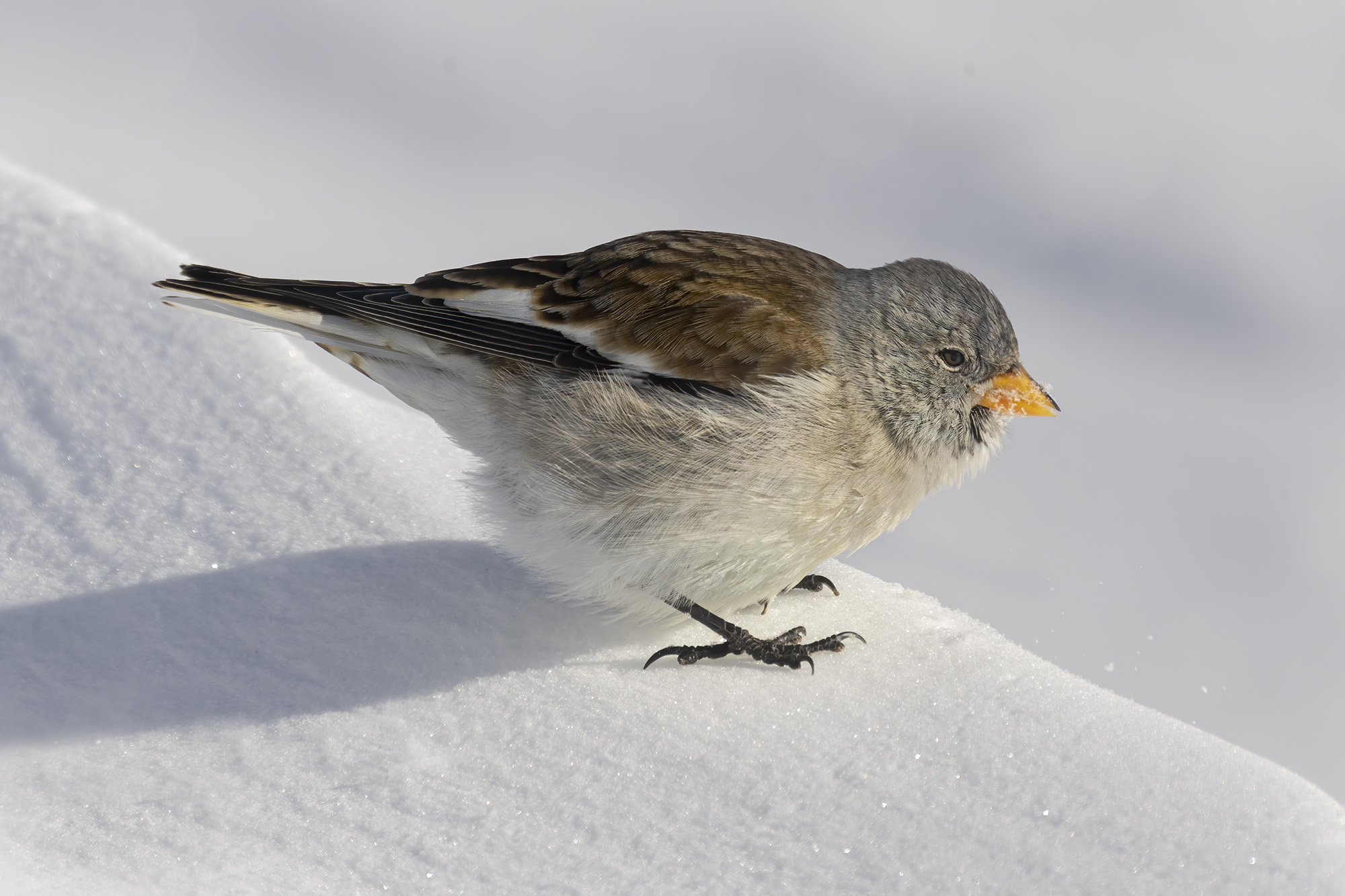 il fringuello alpino e la neve