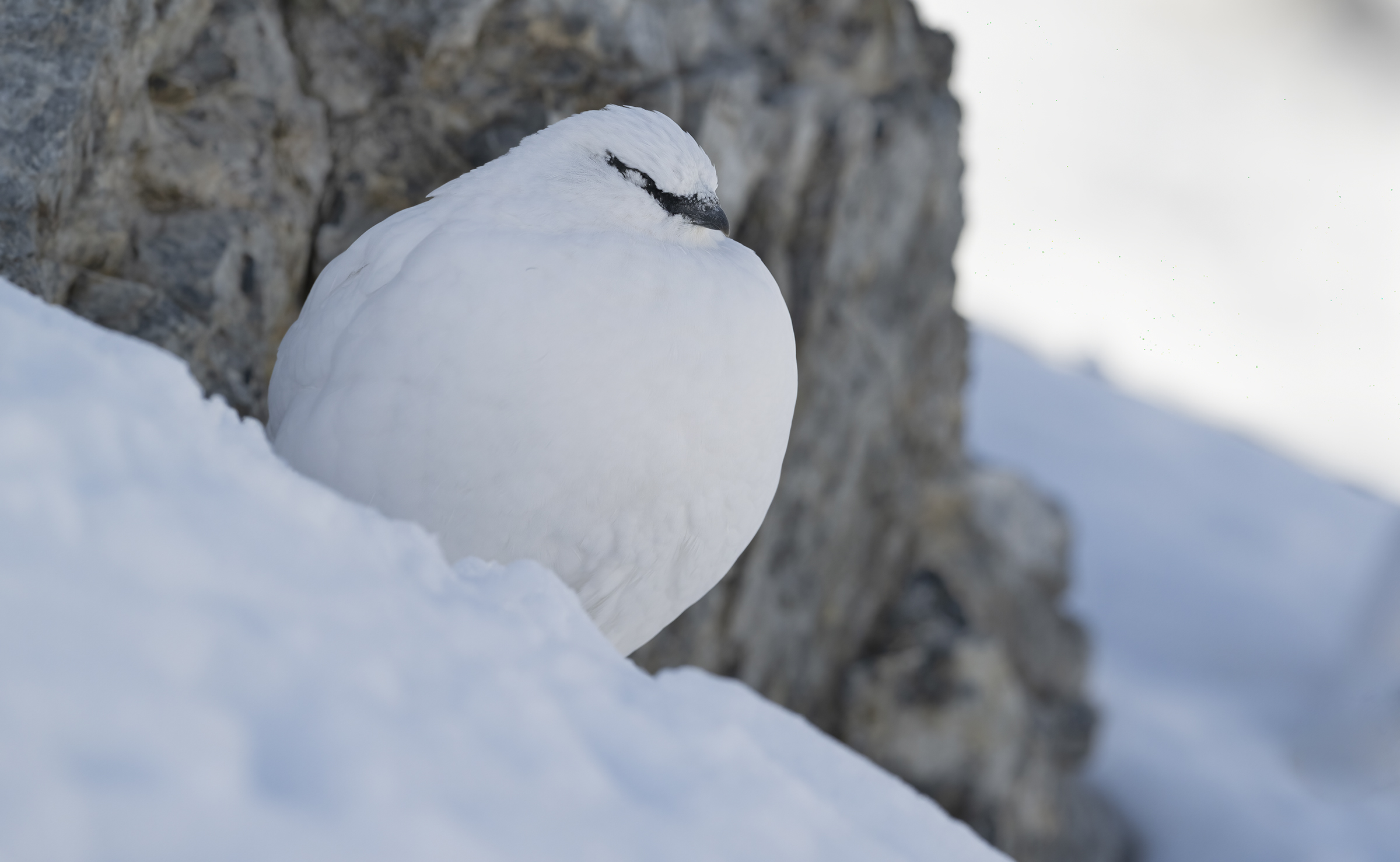 The sleep of the ptarmigan's (Lagopus muta)