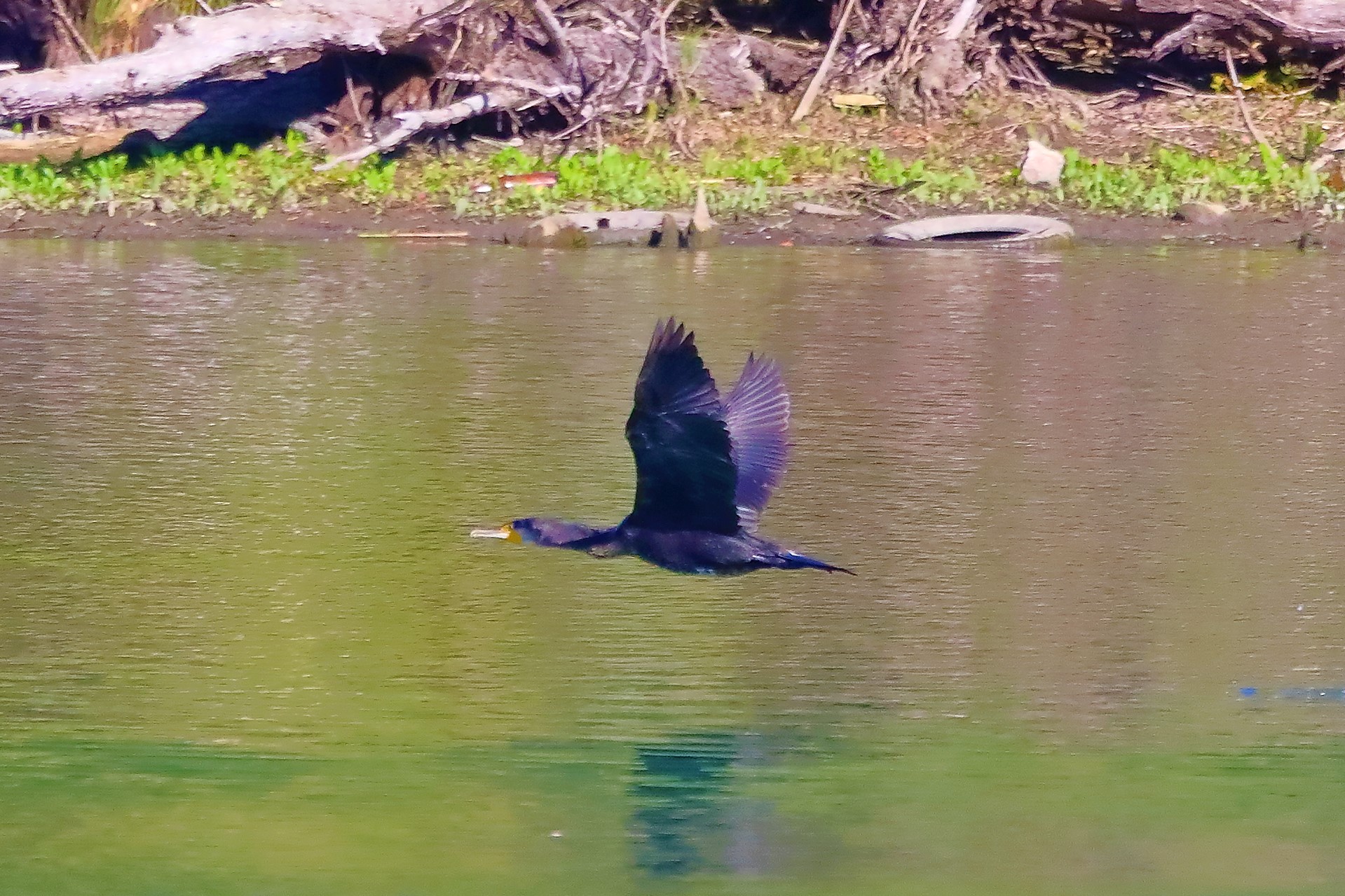 cormorano 02-10-2022