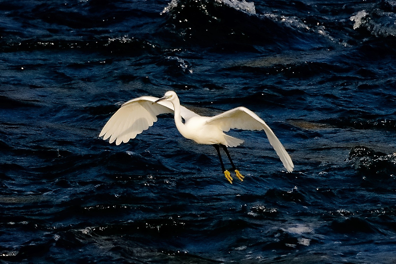 garzetta 19 ottobre 2022