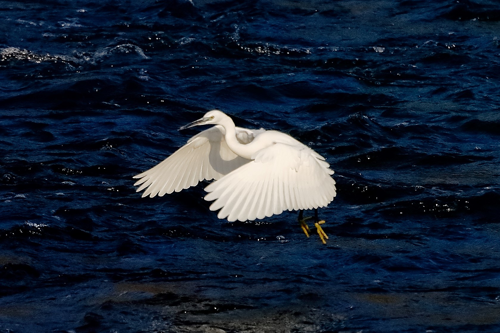 garzetta 19 ottobre 2022