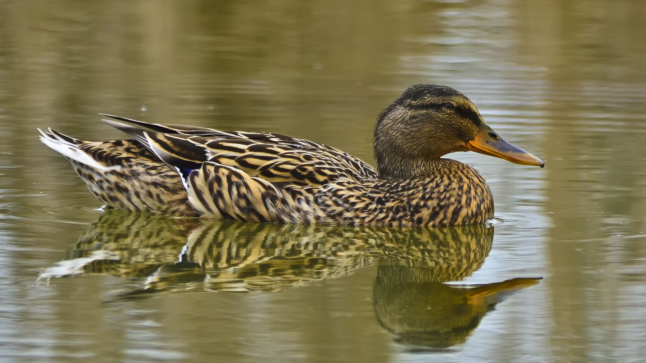 Femmina di Germano Reale