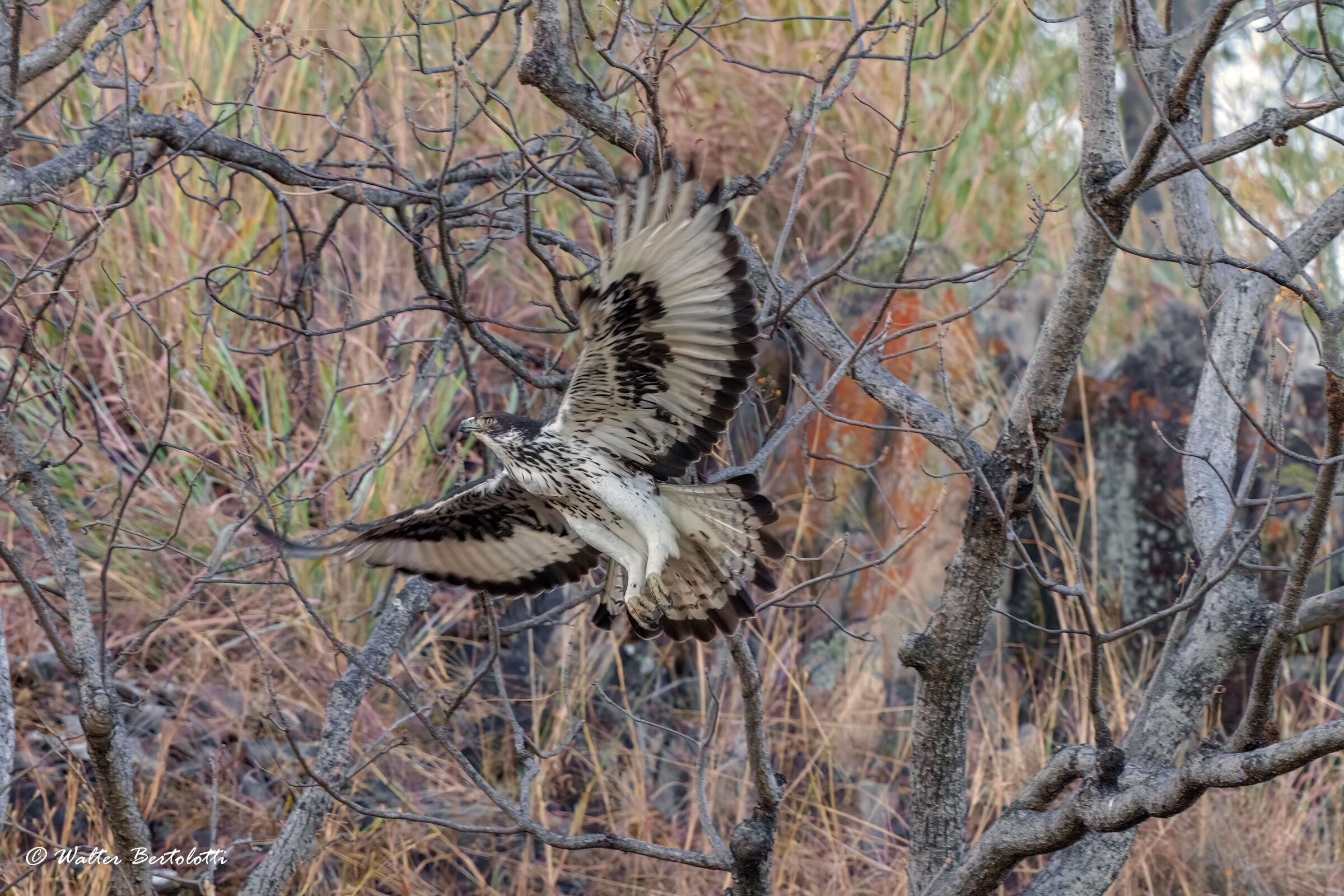 Aquila minore africana