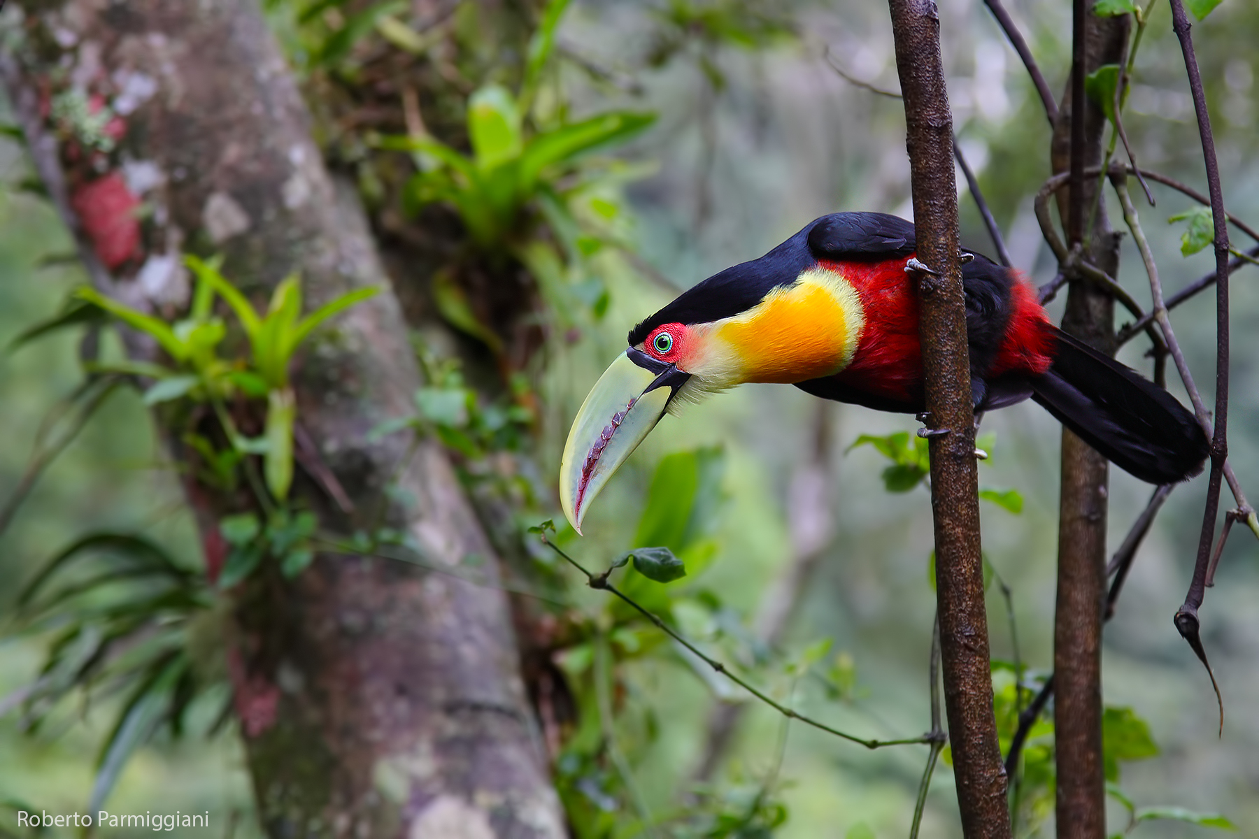 Green-billed toucan and Brazilian forest