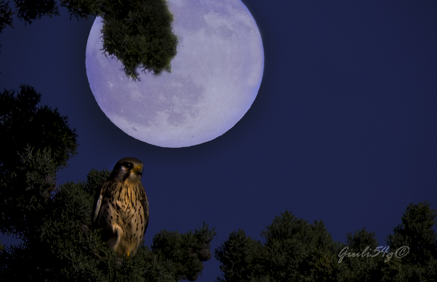 gheppio al chiaro di luna( composizione
