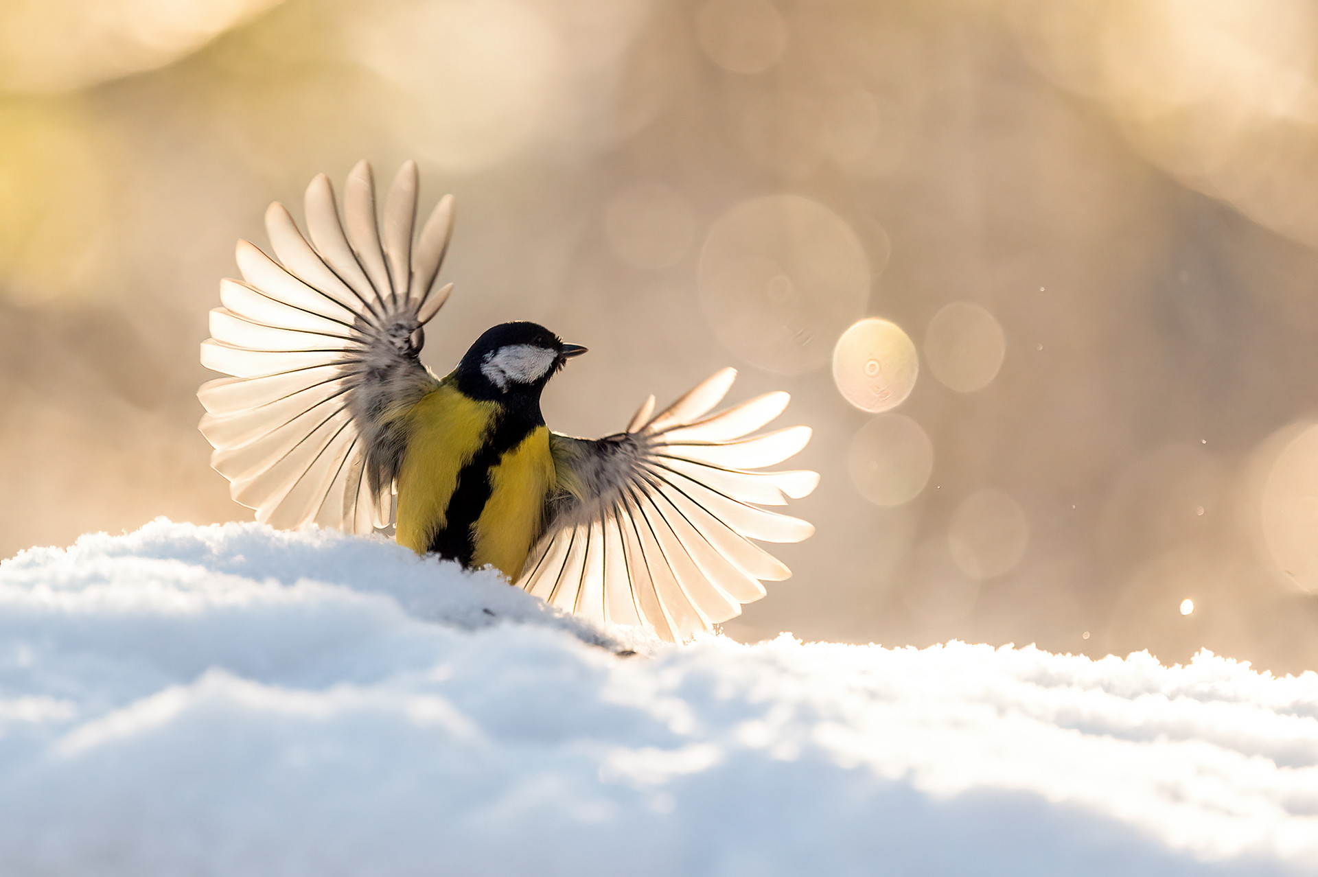 Parus major