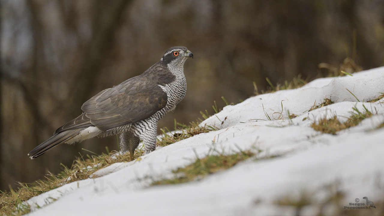 Goshawk
